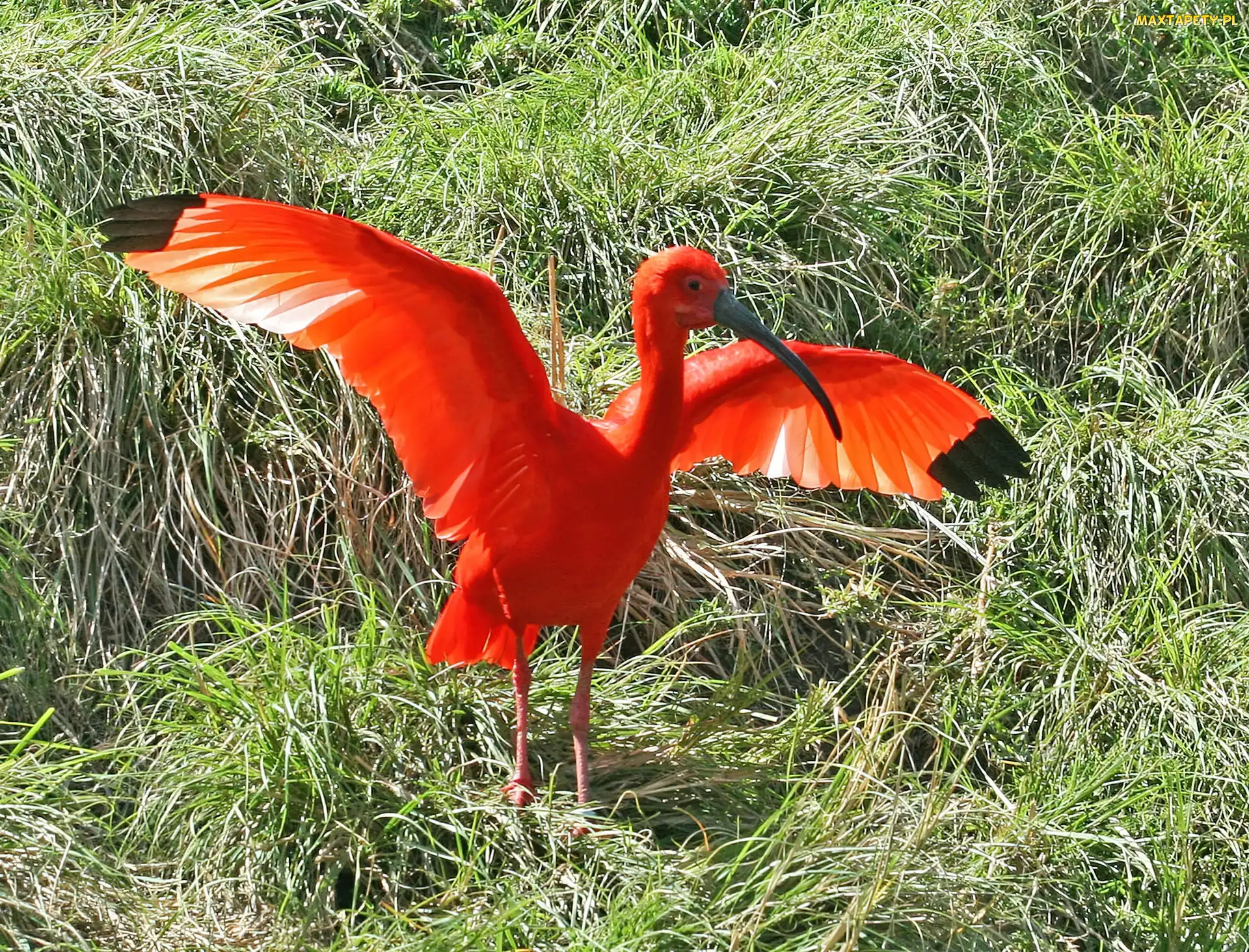 Trawa, Skrzydła, Ibis, Rozłożone