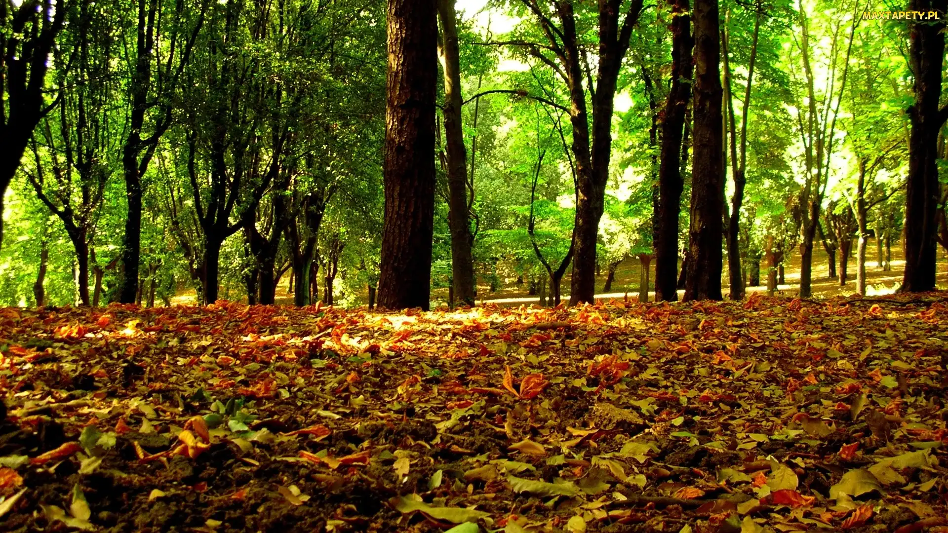 Park, Drzewa, liście, Kolorowe, Jesieni, Zielone