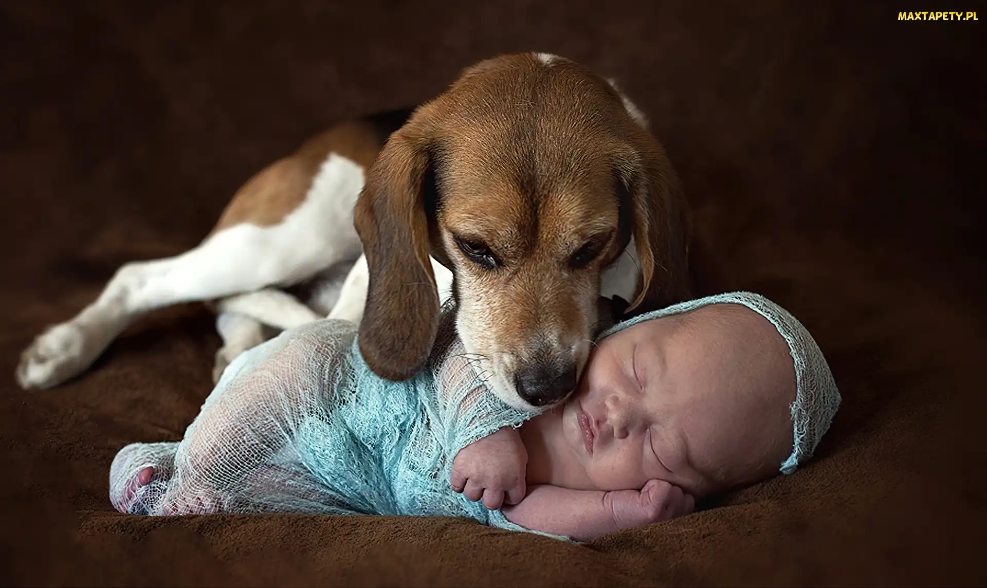 Pies, Beagle, Niemowlę