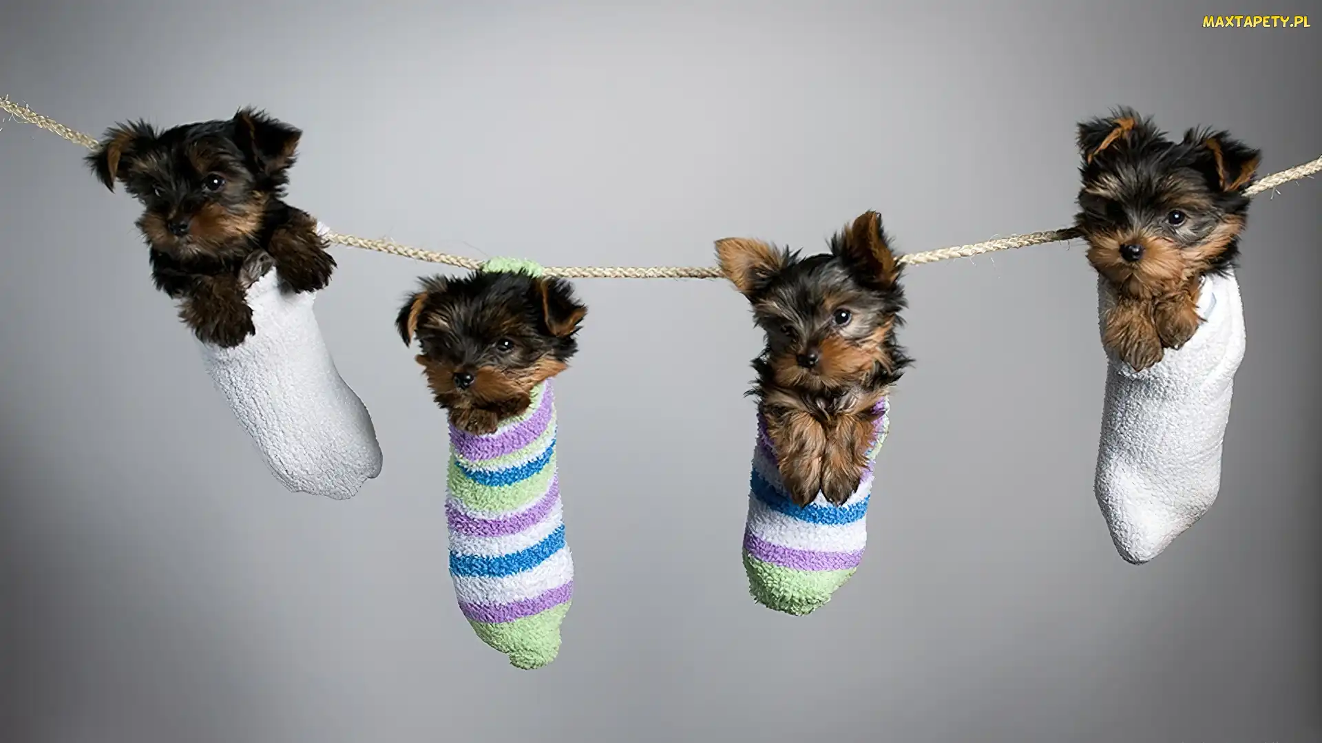 Skrapety, Yorki, Cztery, Małe