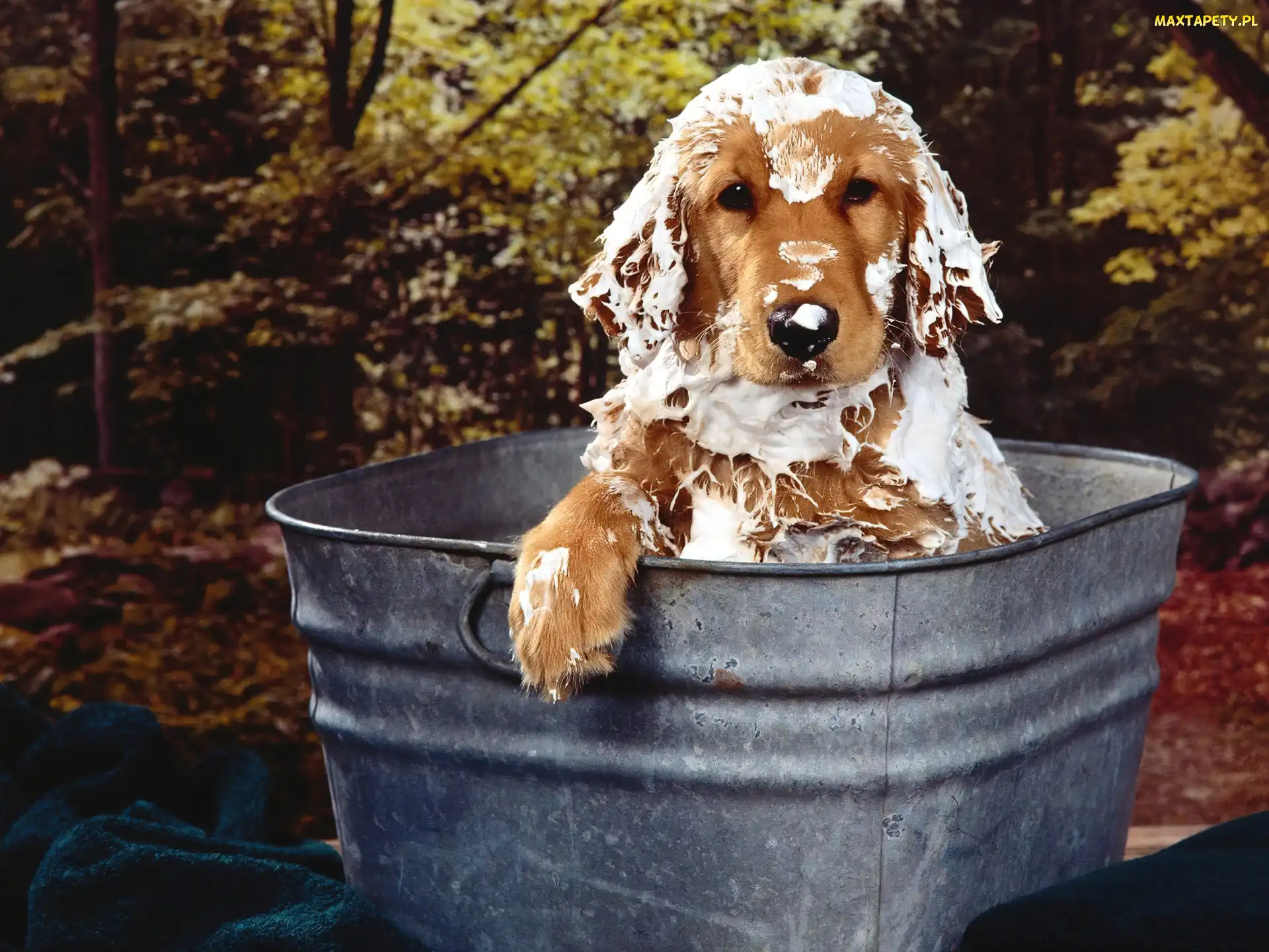 Spaniel, Kąpiel, Cocker