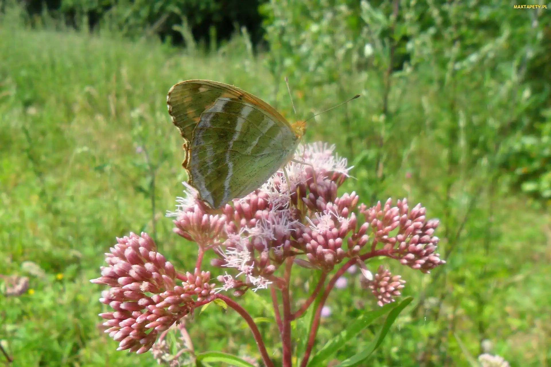 Na, Łąka, Kwiatku, Różowym, Motyl