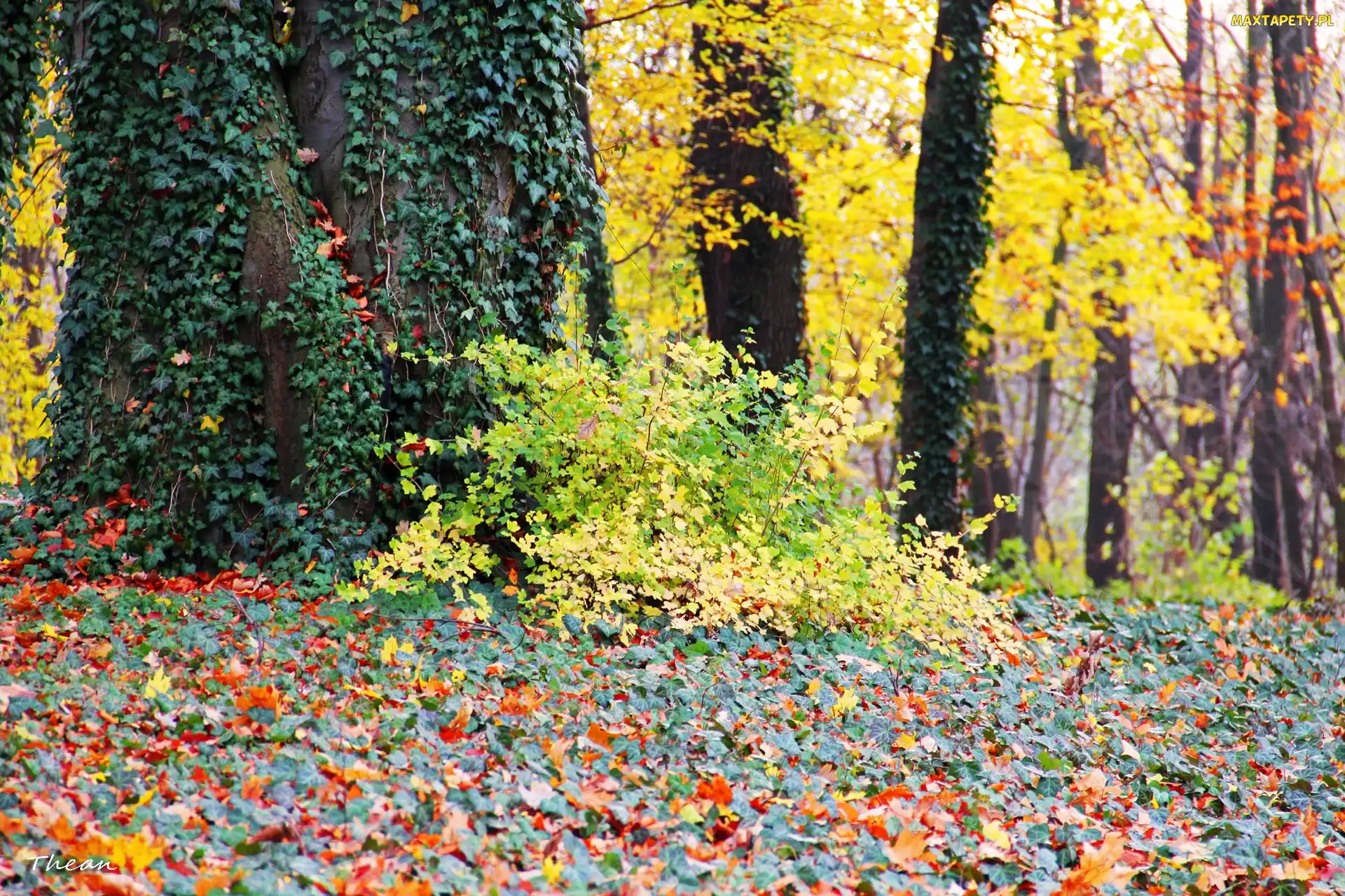Liście, Park, Drzewa, Bluszcz, Jesienne