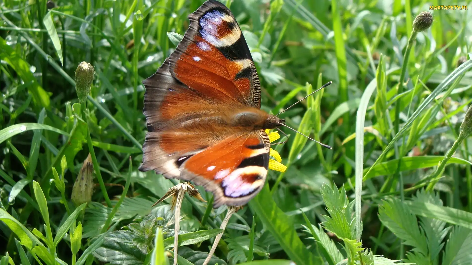 Pawik, Łąka, Motyl
