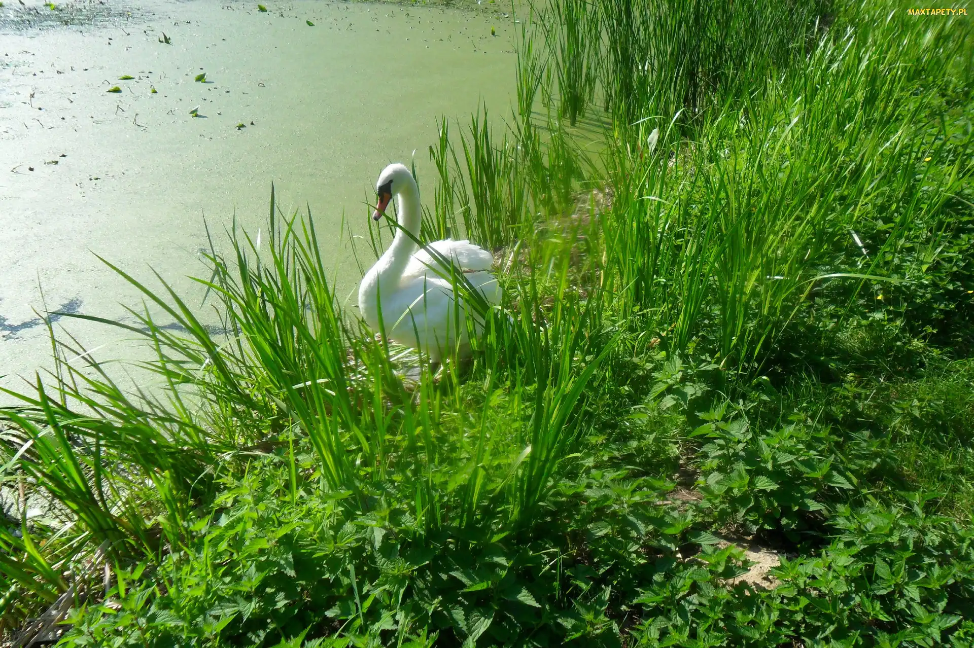 Staw, Zarośla, Łabędź