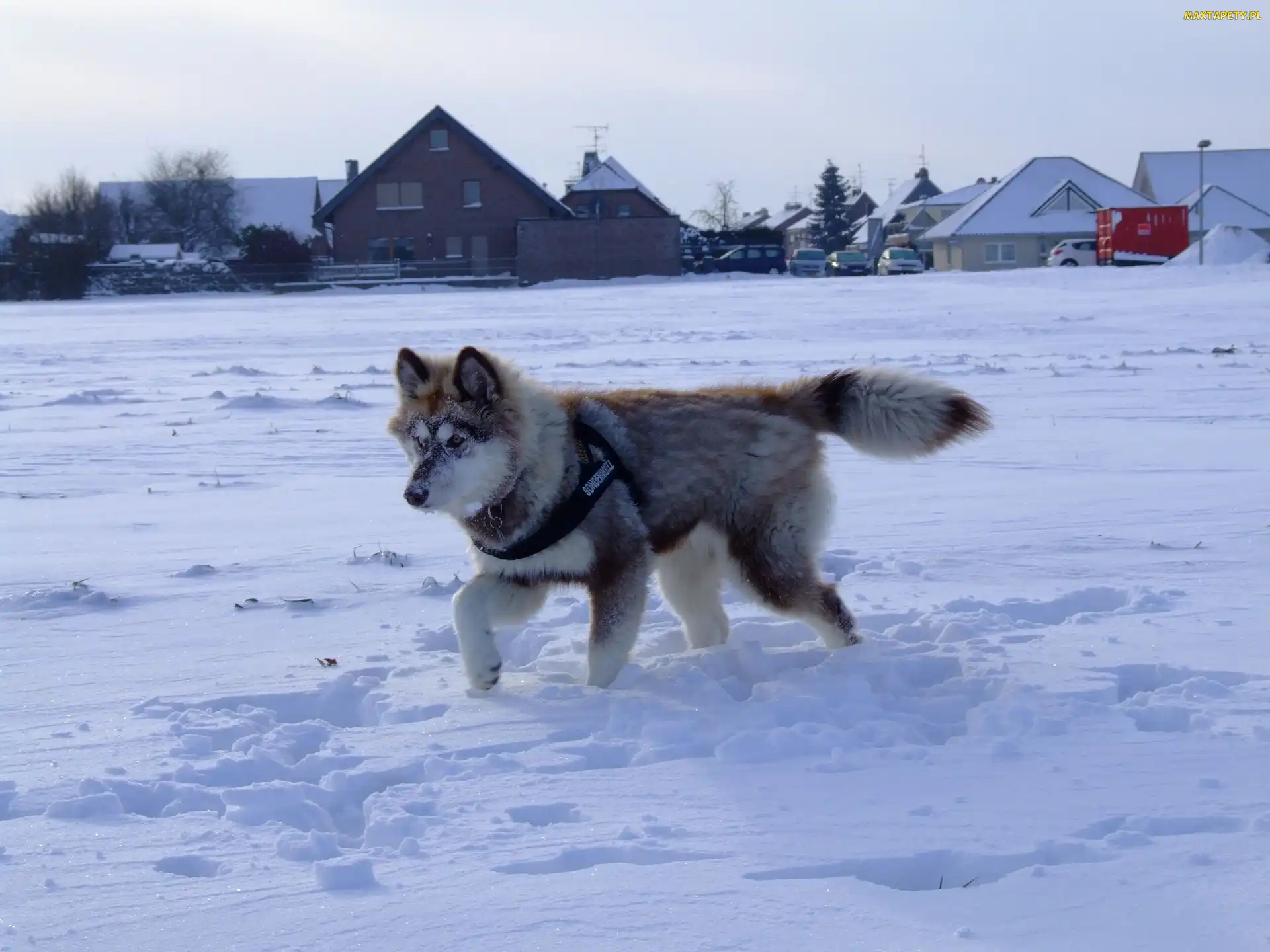 Śnieg, Husky