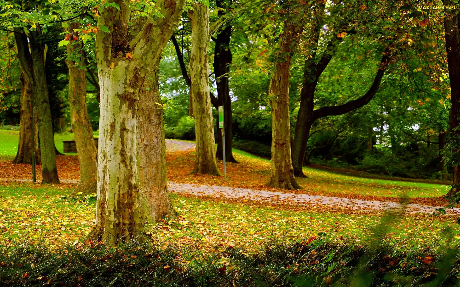 Park, Drzewa, Jesienny
