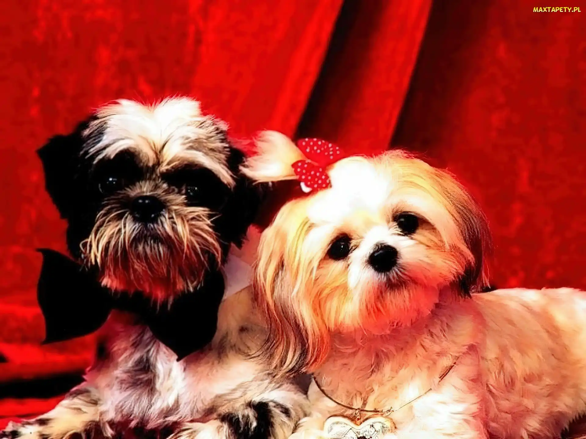 Shih Tzu, Pieski