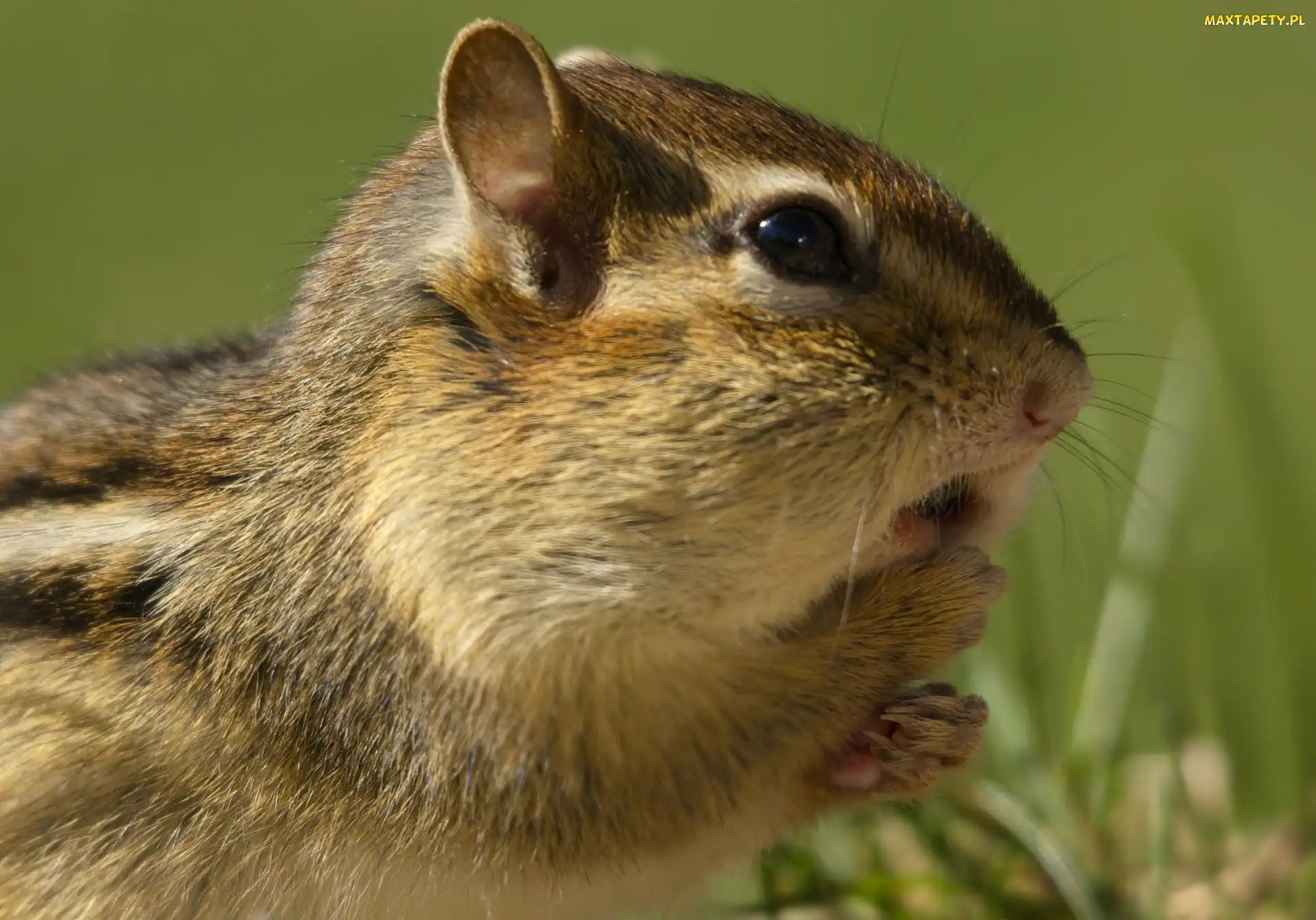 Chipmunk, Zdziwienie, Trawa