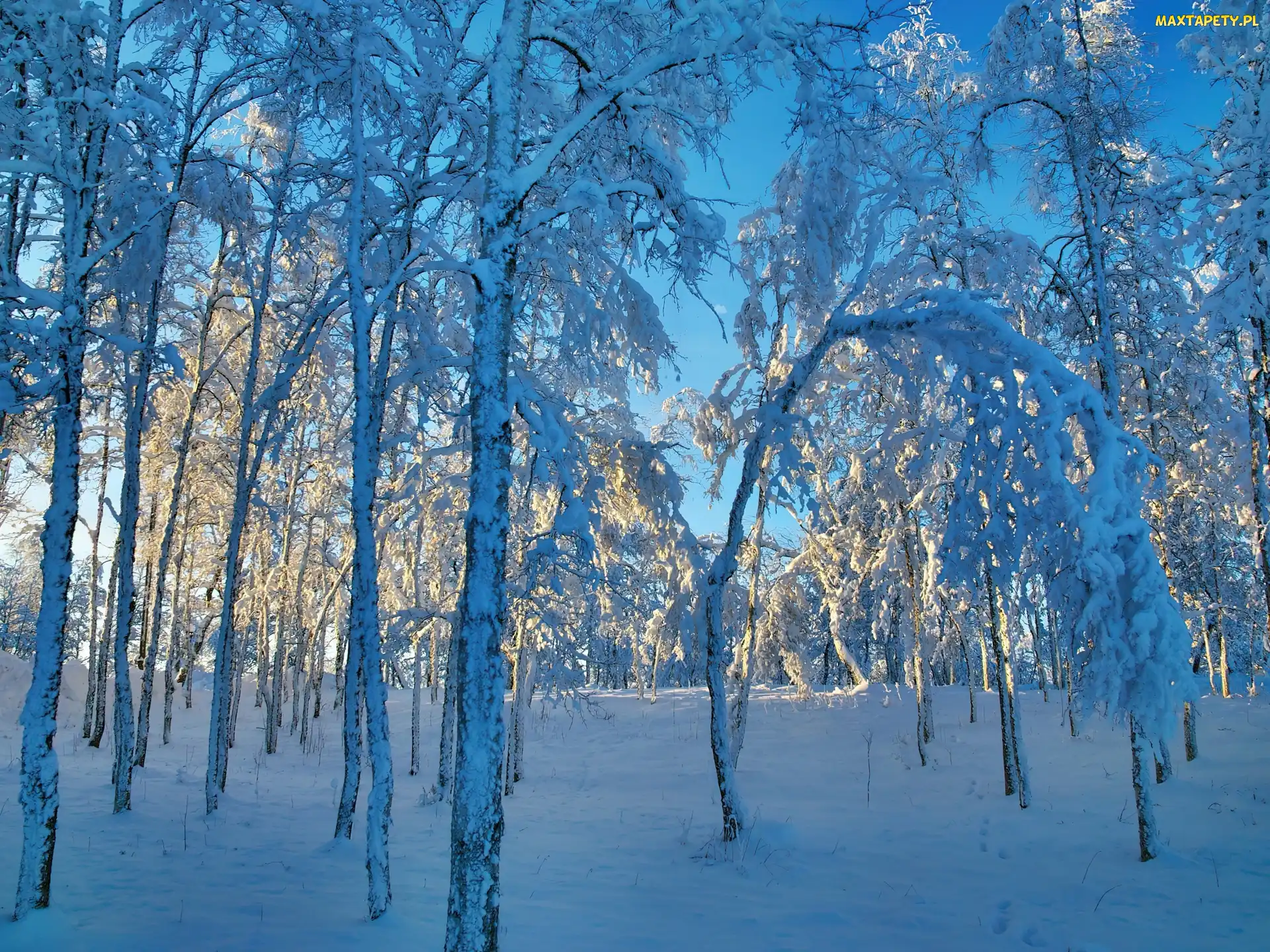 Poranek, Drzewa, Las, Ośnieżone