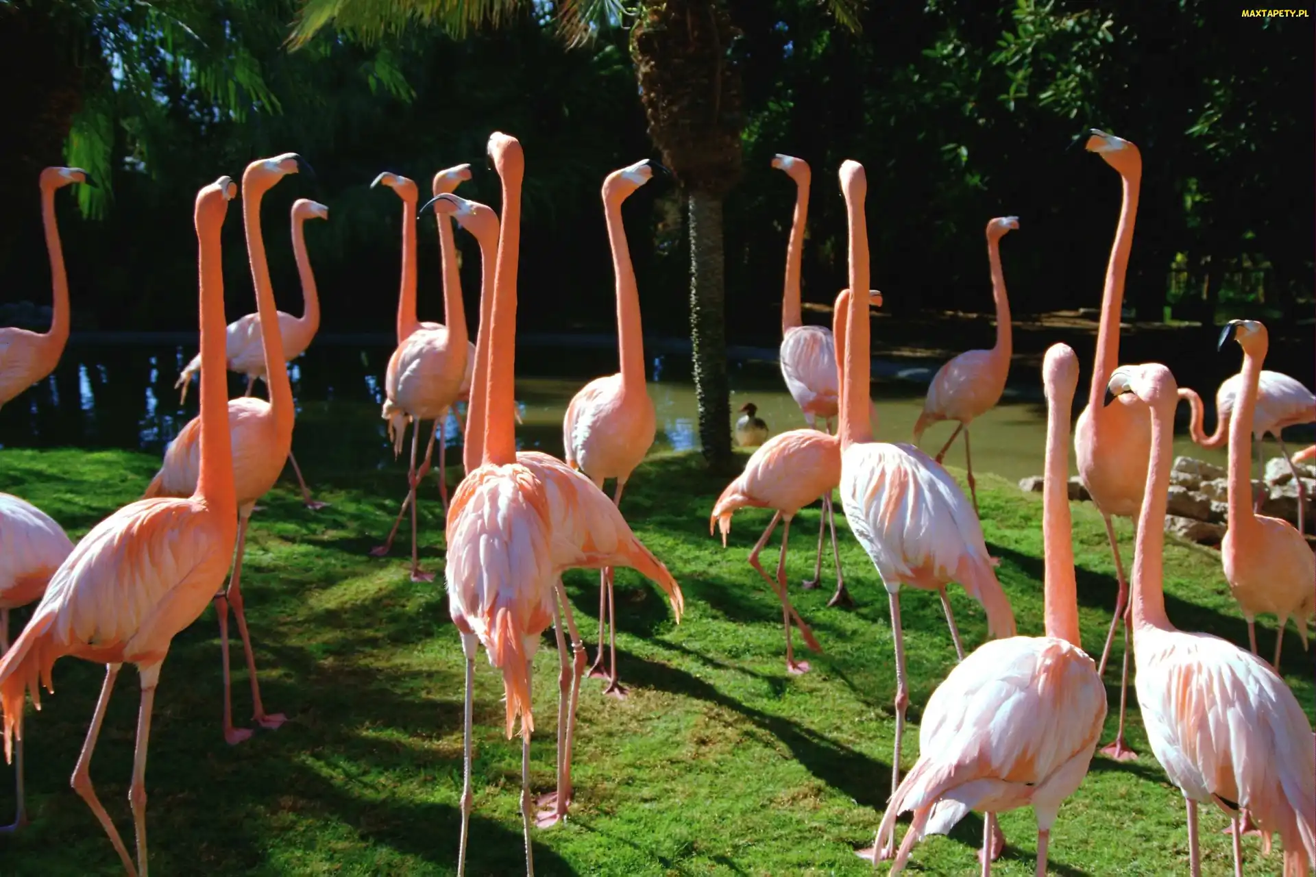 Czerwonaki, Stado, Różowe, Flamingi