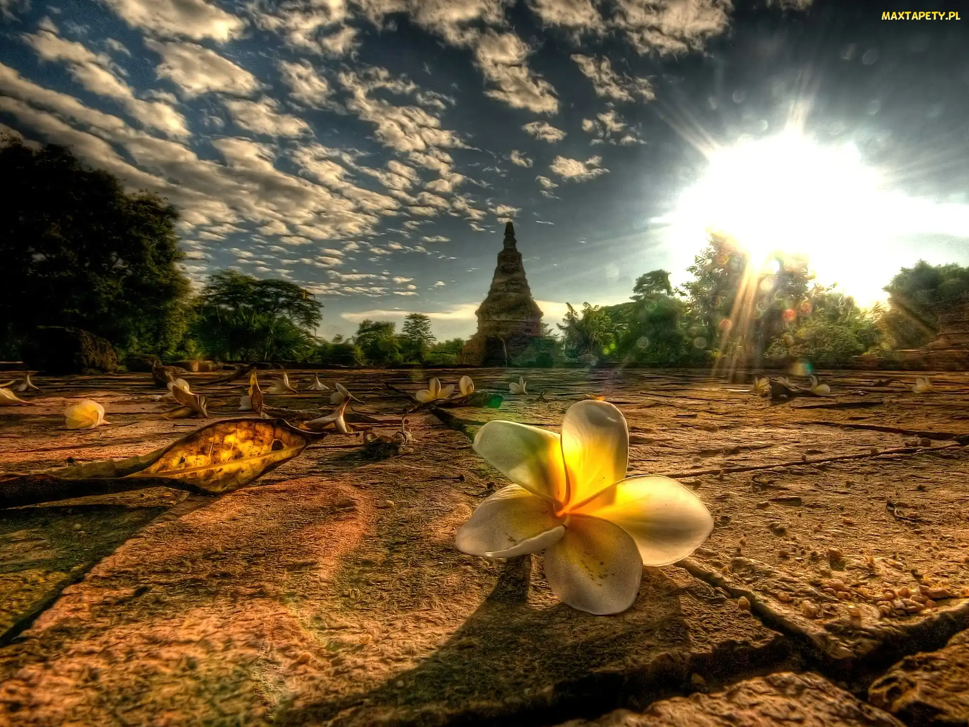 Tajlandia, Kwiat, Chiang Mai Province