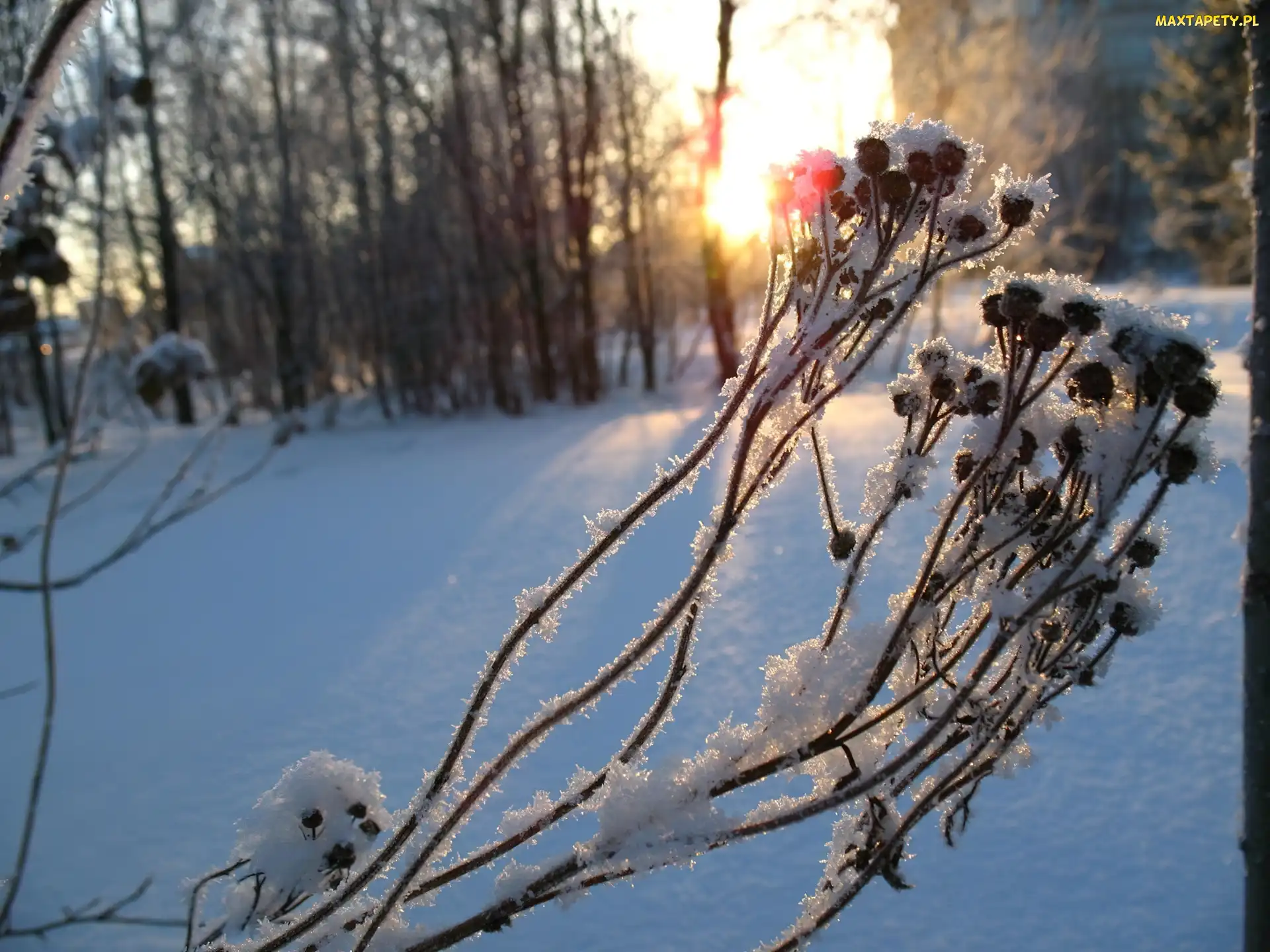 Śnieg, Las, Roślina, Zamrożona, Łodyżki, Owoce