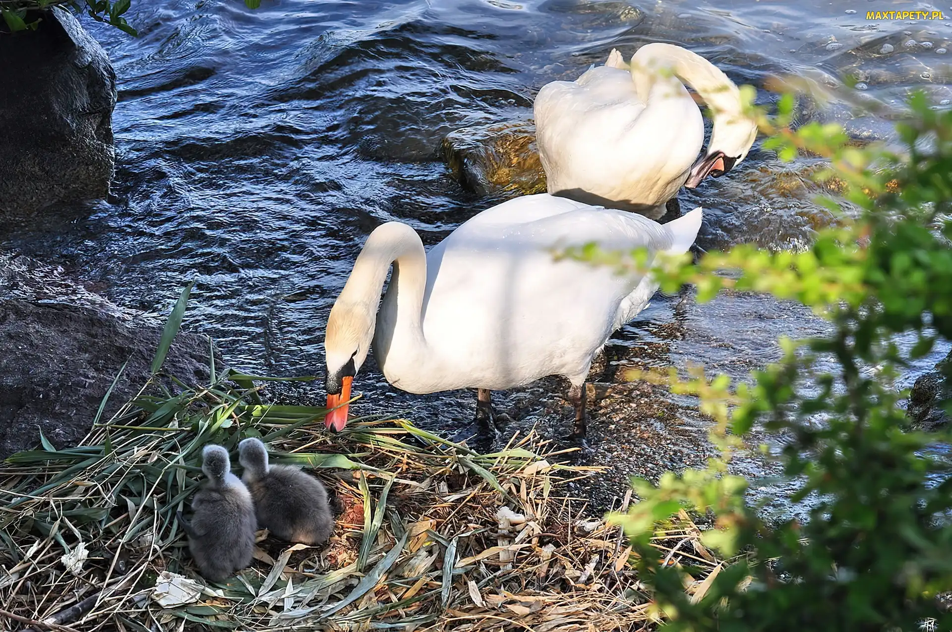 Malutkie, Woda, Łabędzie