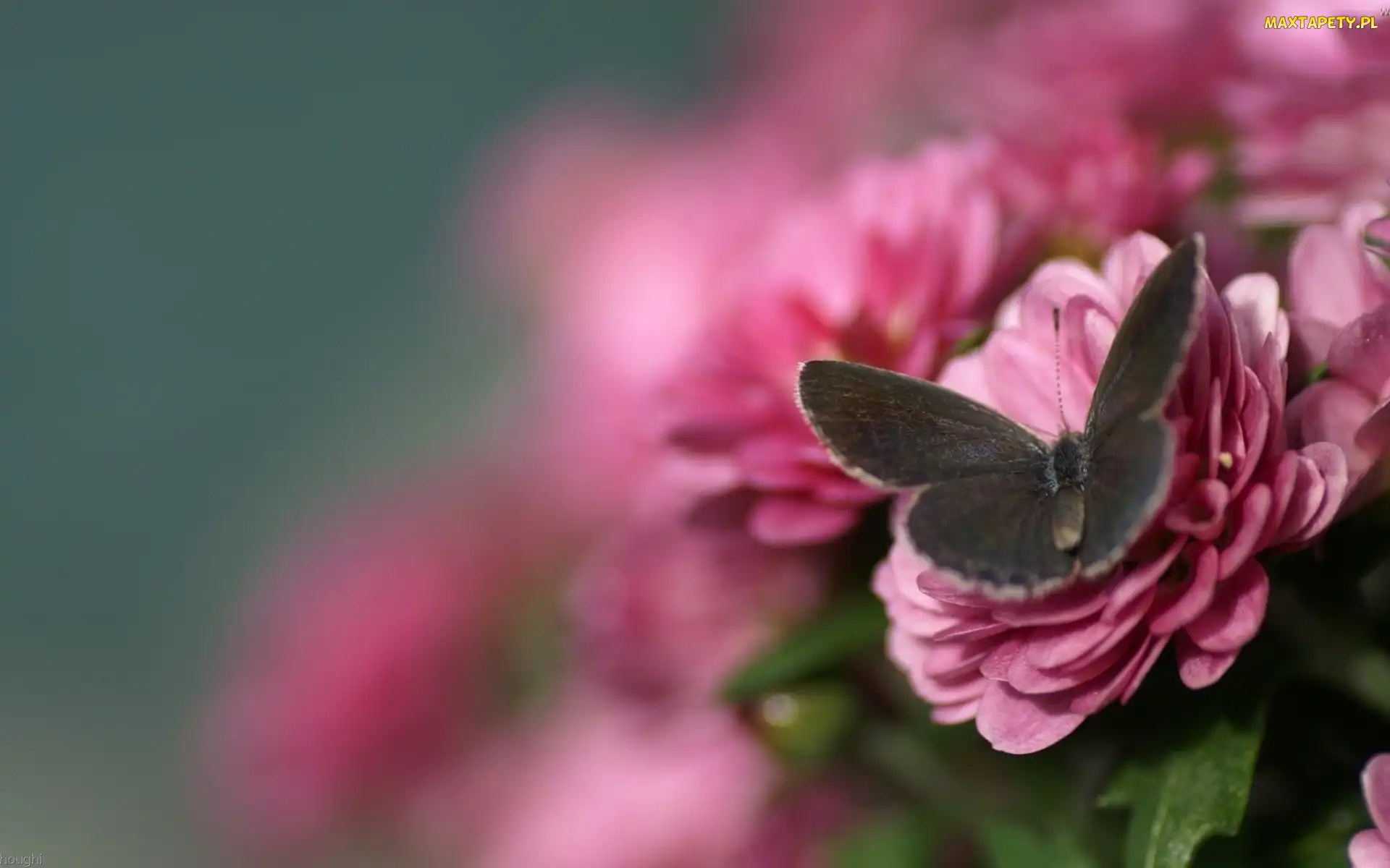 Kwiaty, Ostrości, Głębia, Motyl, Różowe