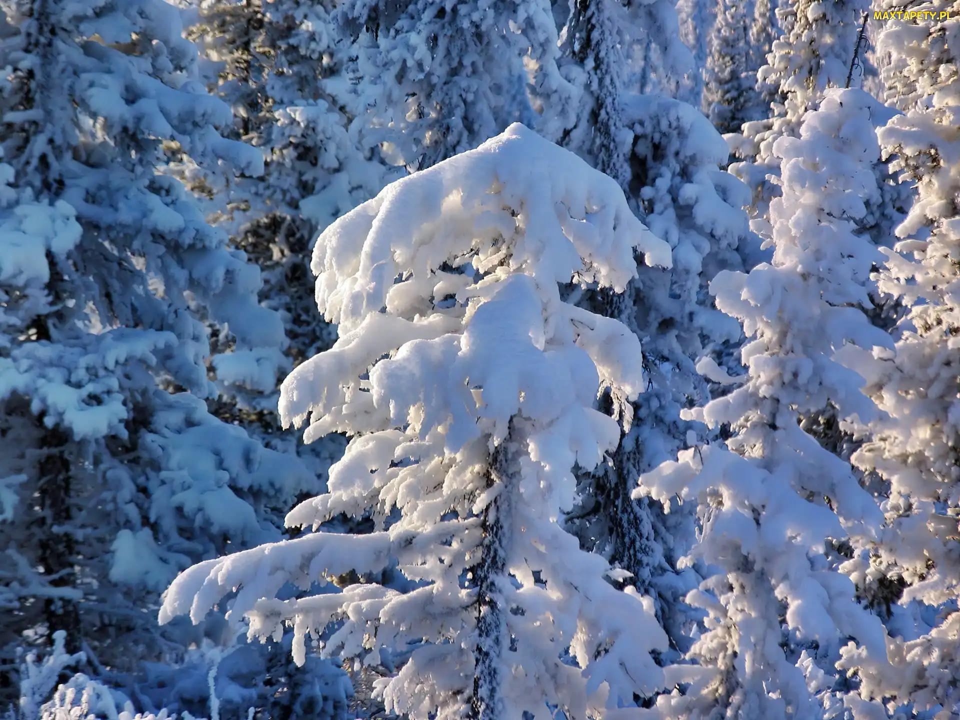 Świerki, Ośnieżone, Zima, Las