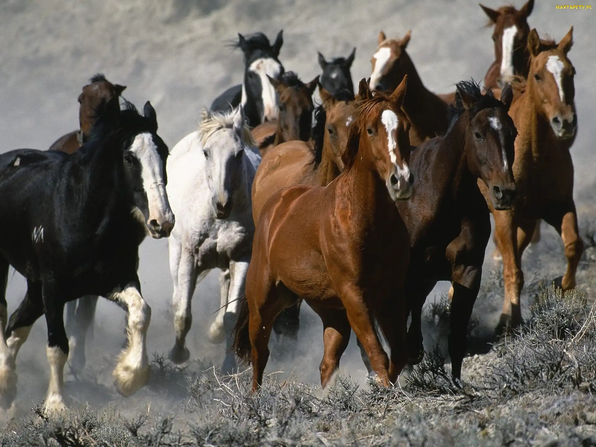 Stado, Galop, Konie