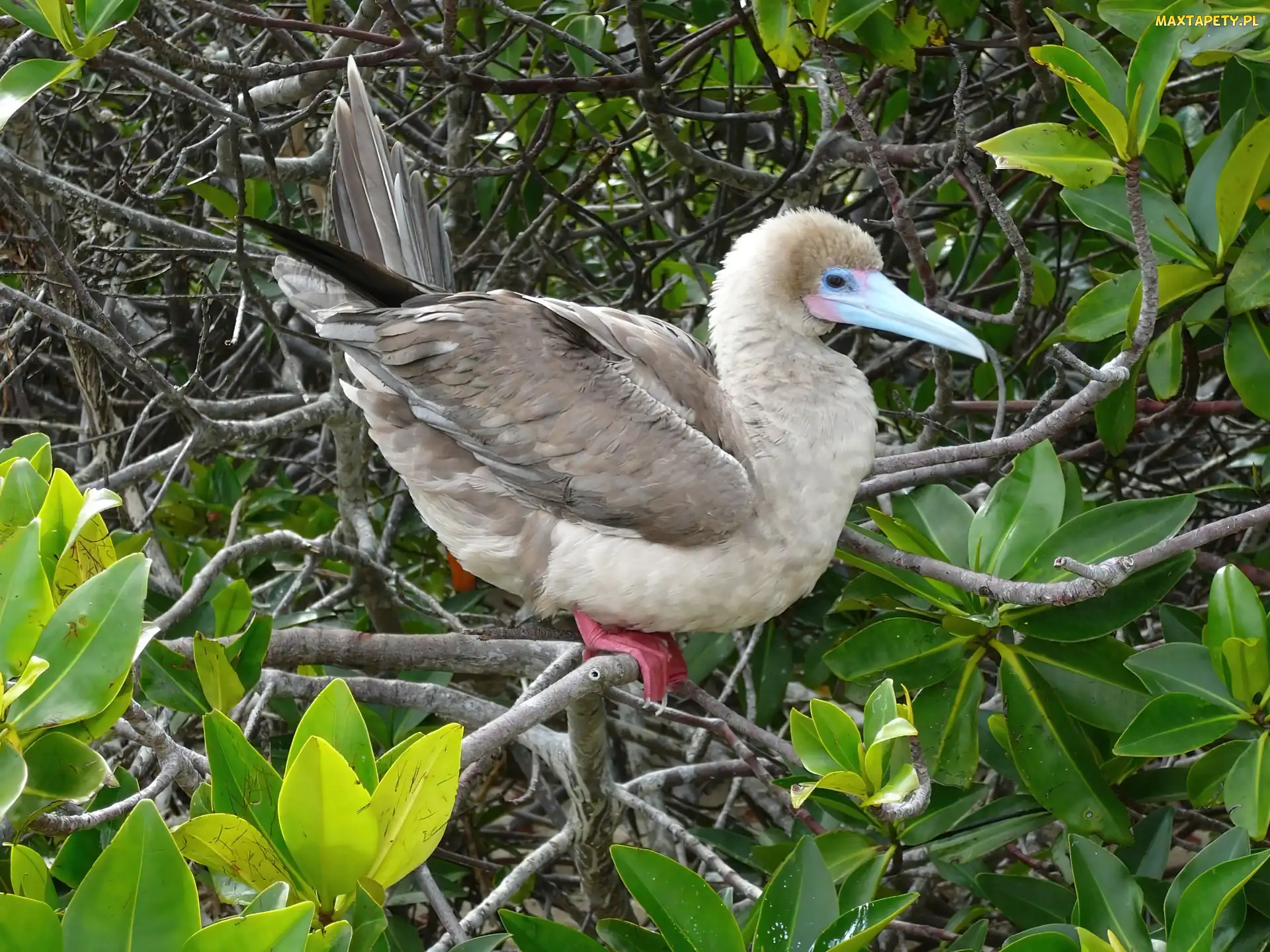 Liście, Gałązki, Ptak, Red Stąpający Booby