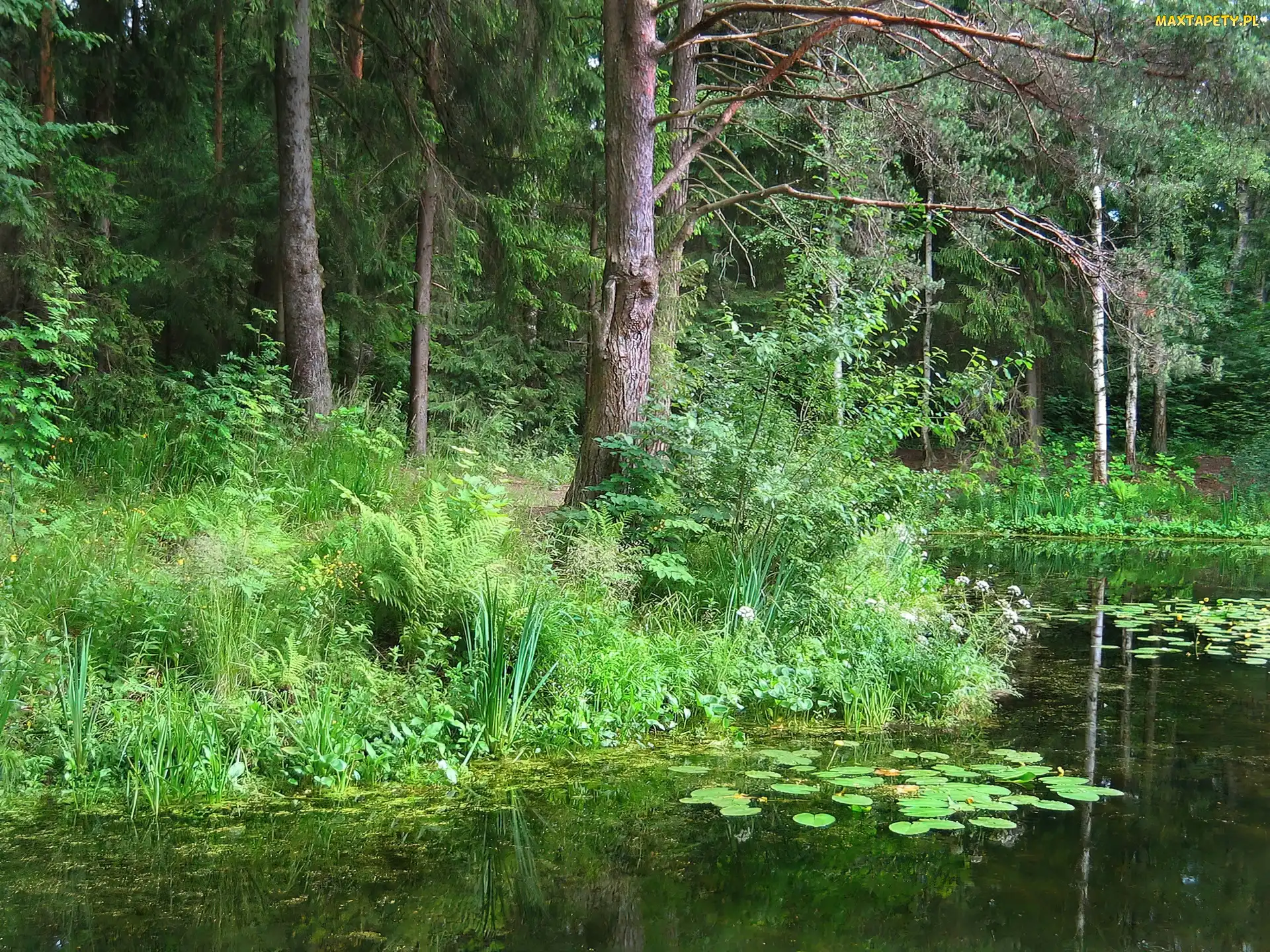 Las, Krzewy, Drzewa, Rzeka