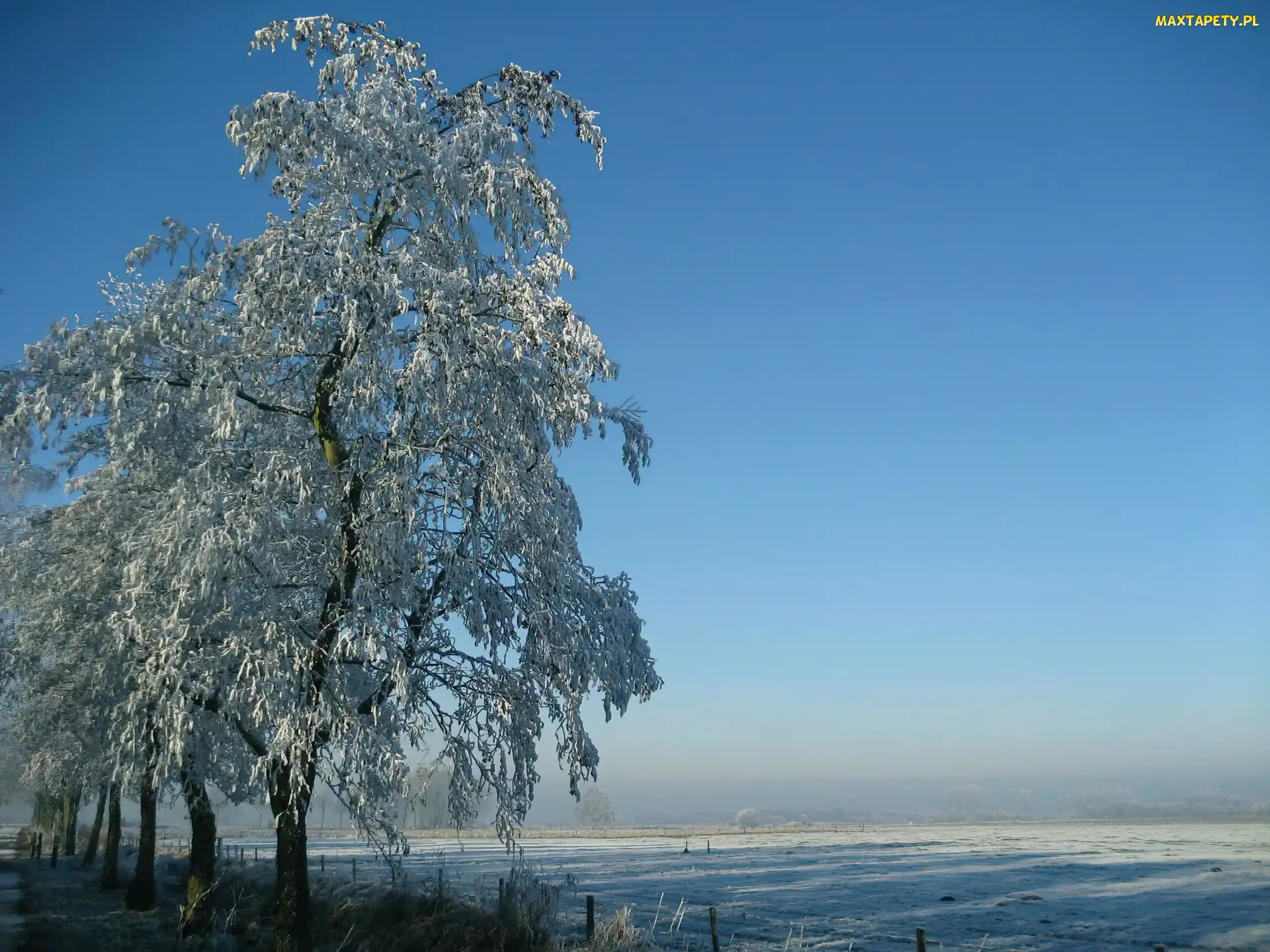 Drzewo, Pole, Zima