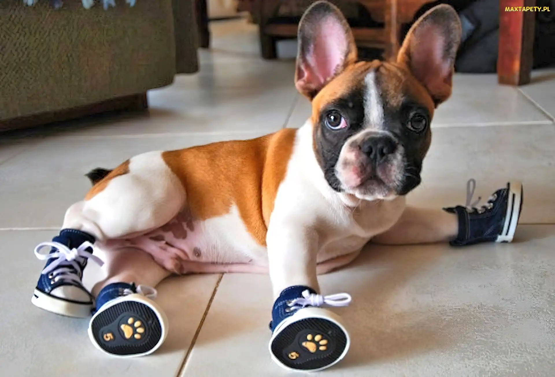 Trampki, Buldog francuski, Pies