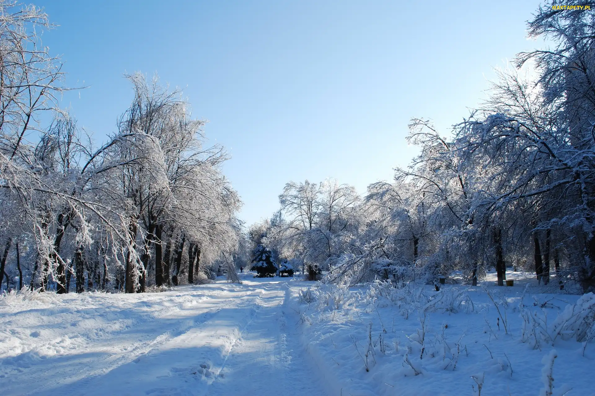 Drzewa, Zima, Ławki, Droga, Park