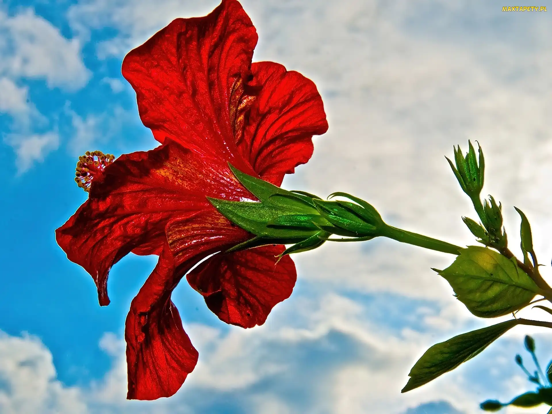 Hibiskus, Niebo, Czerwony