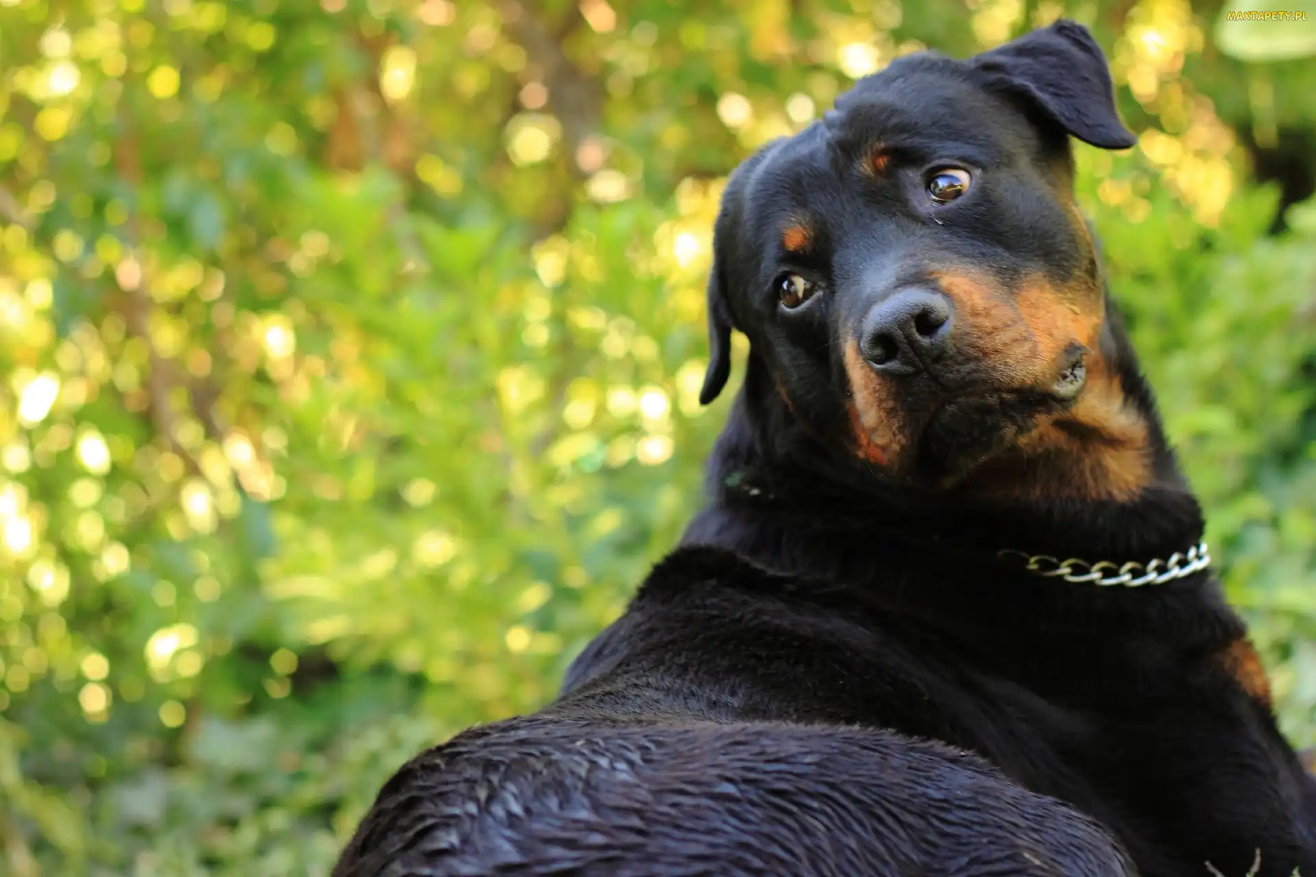 Łańcuszek, Zieleń, Rottweiler