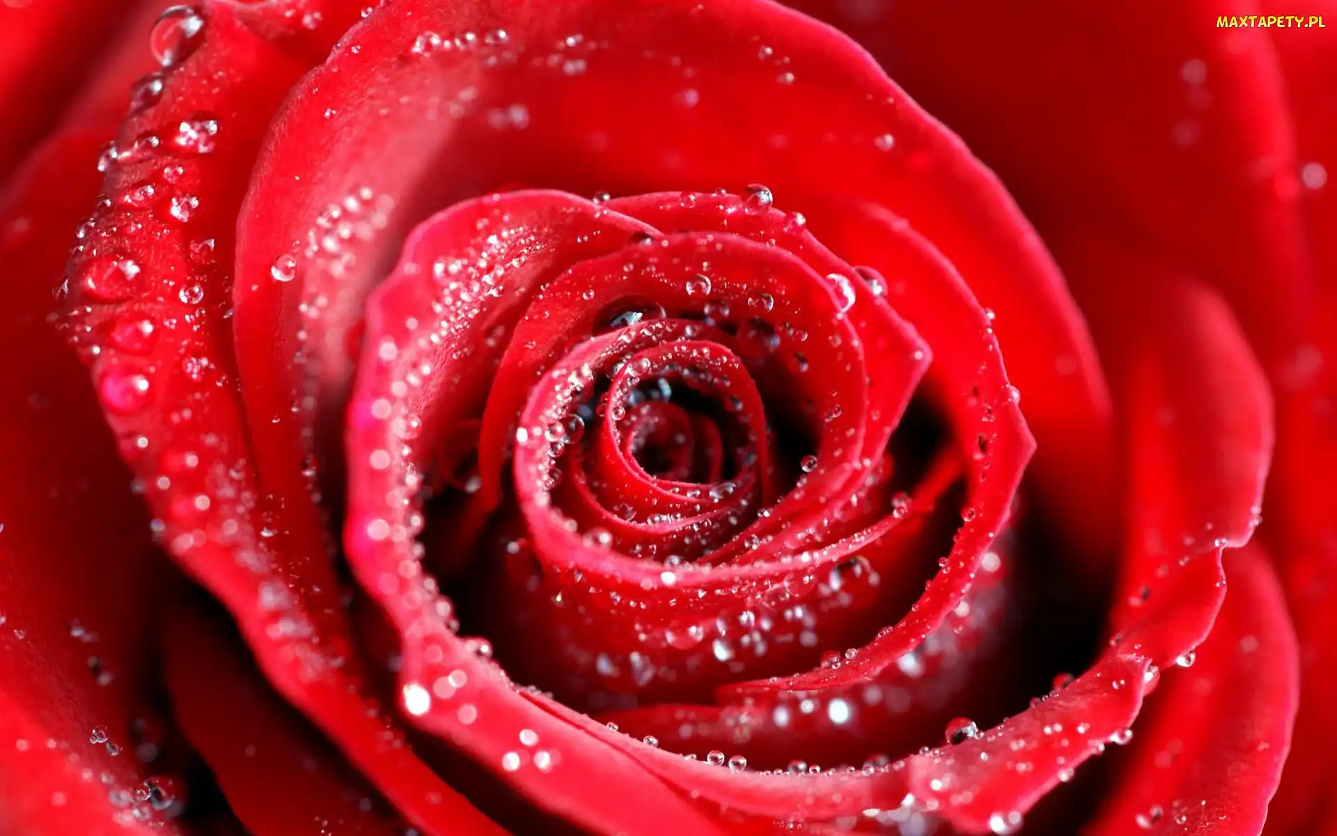 Róża, Rosa, Czerwona