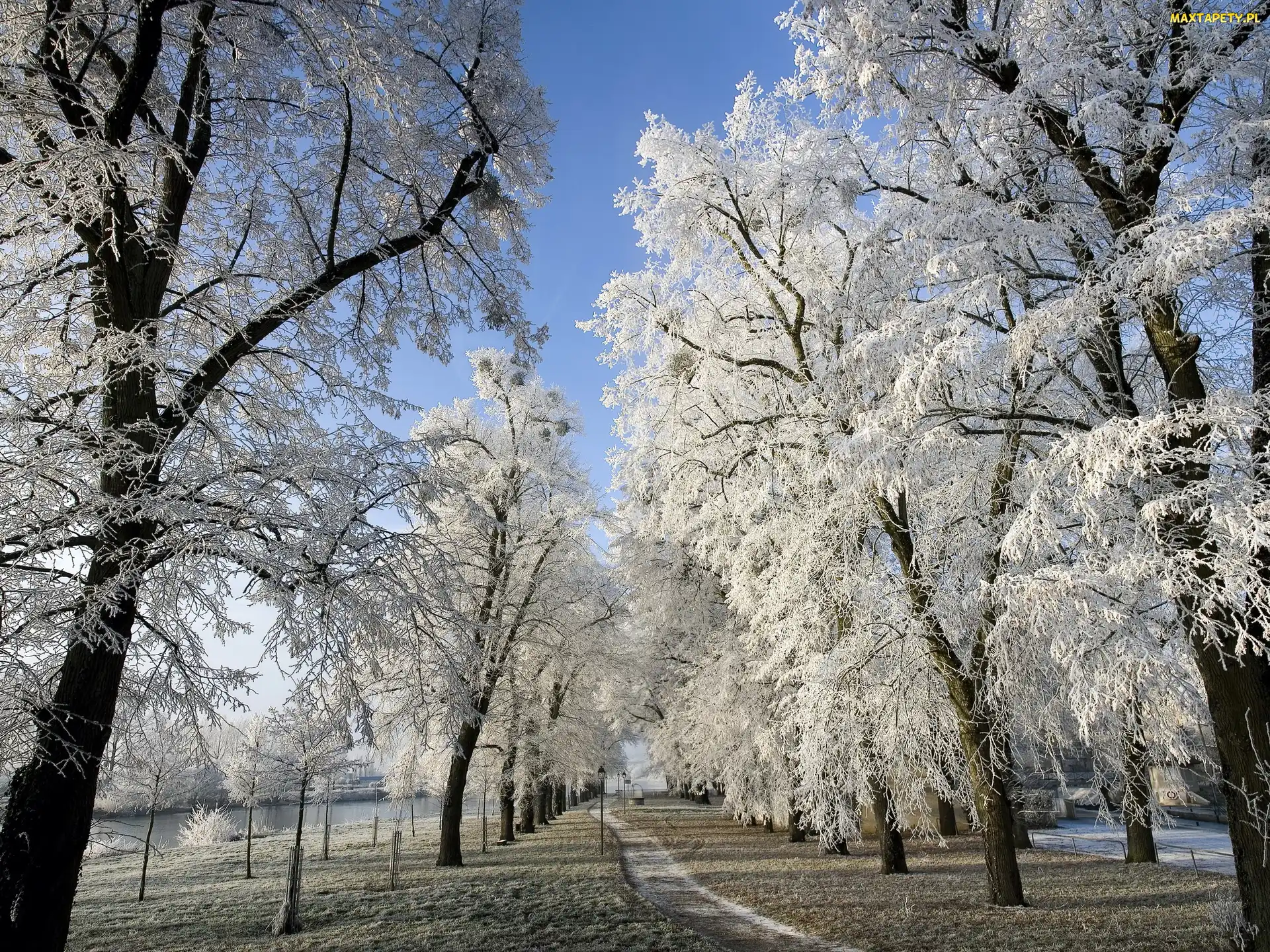 Rzeka, Zima, Ścieżka, Drzewa, Park