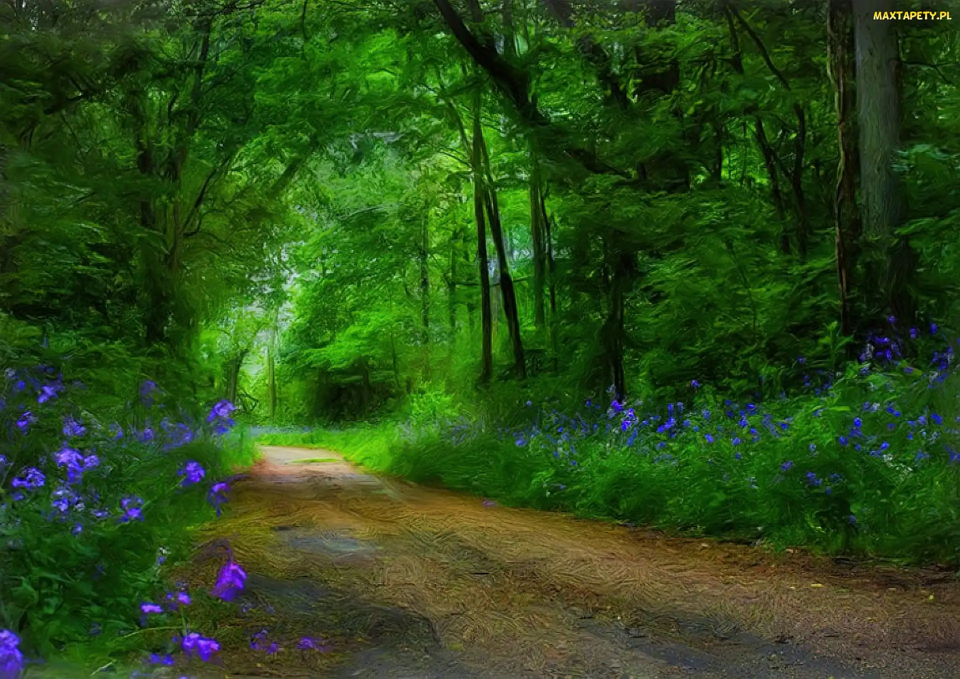 Piękny, Kwiatki, Ścieżka, Las