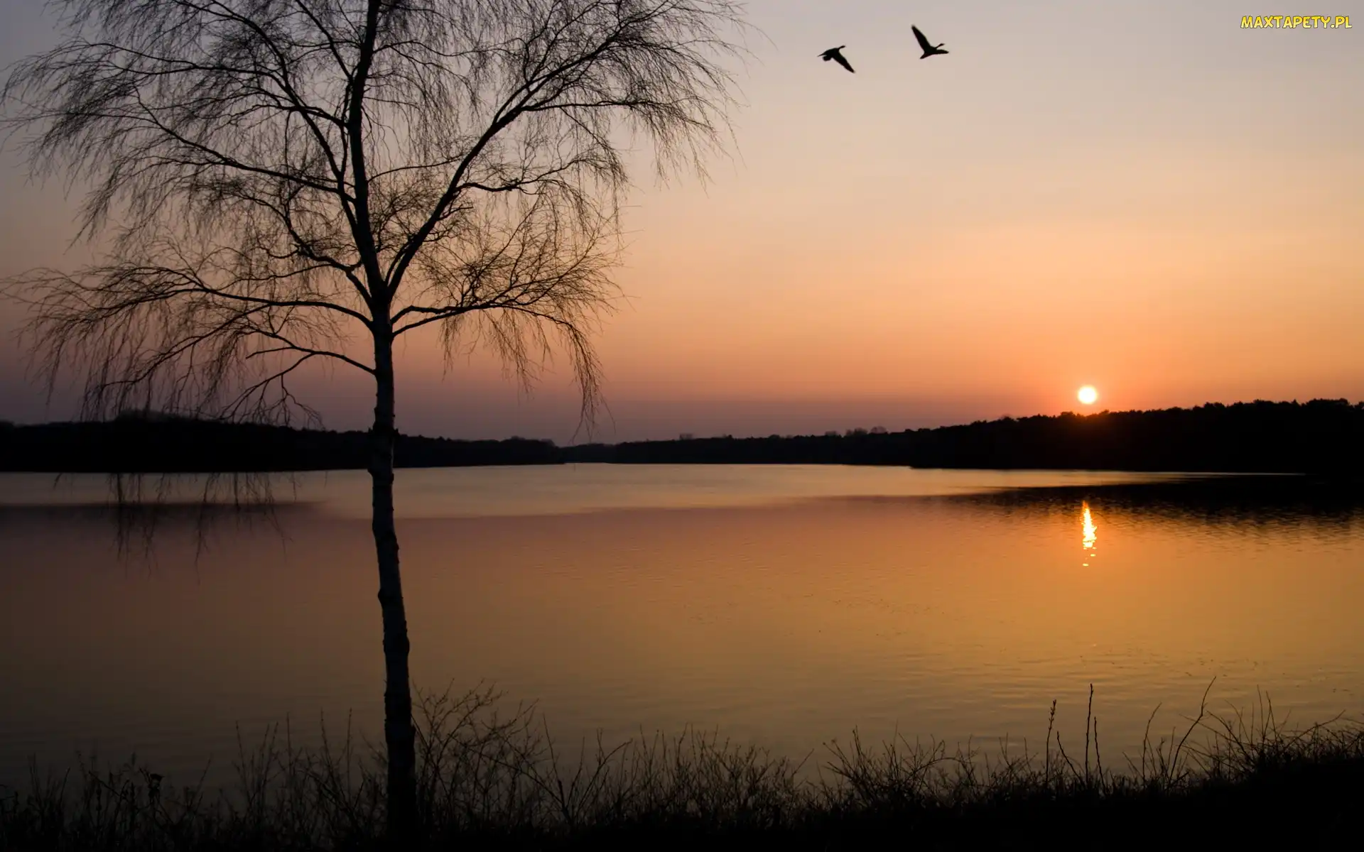 Rzeka, Słońca, Zachód, Drzewa