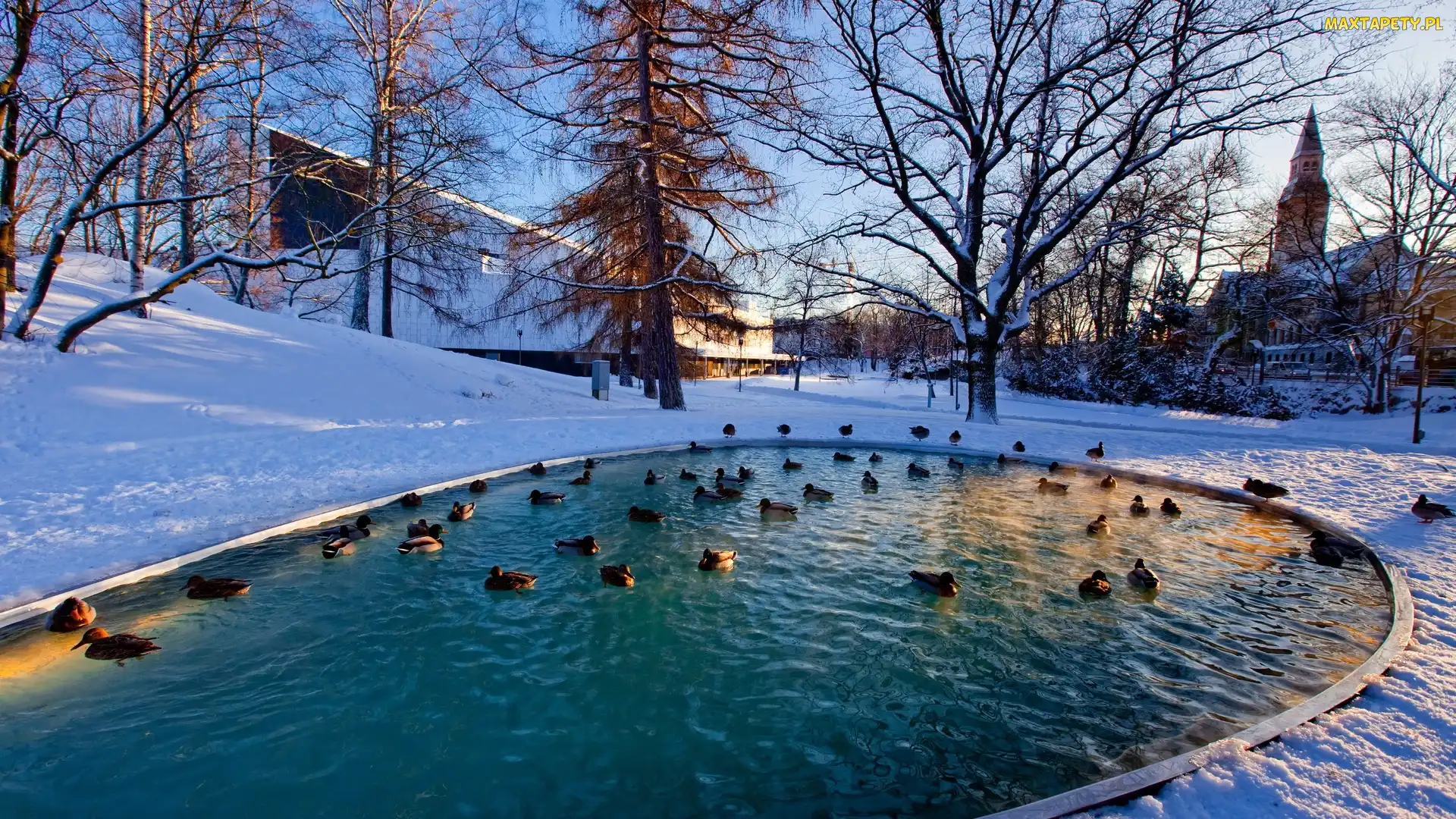 Park, Kaczki, Staw, Drzewa, Zima