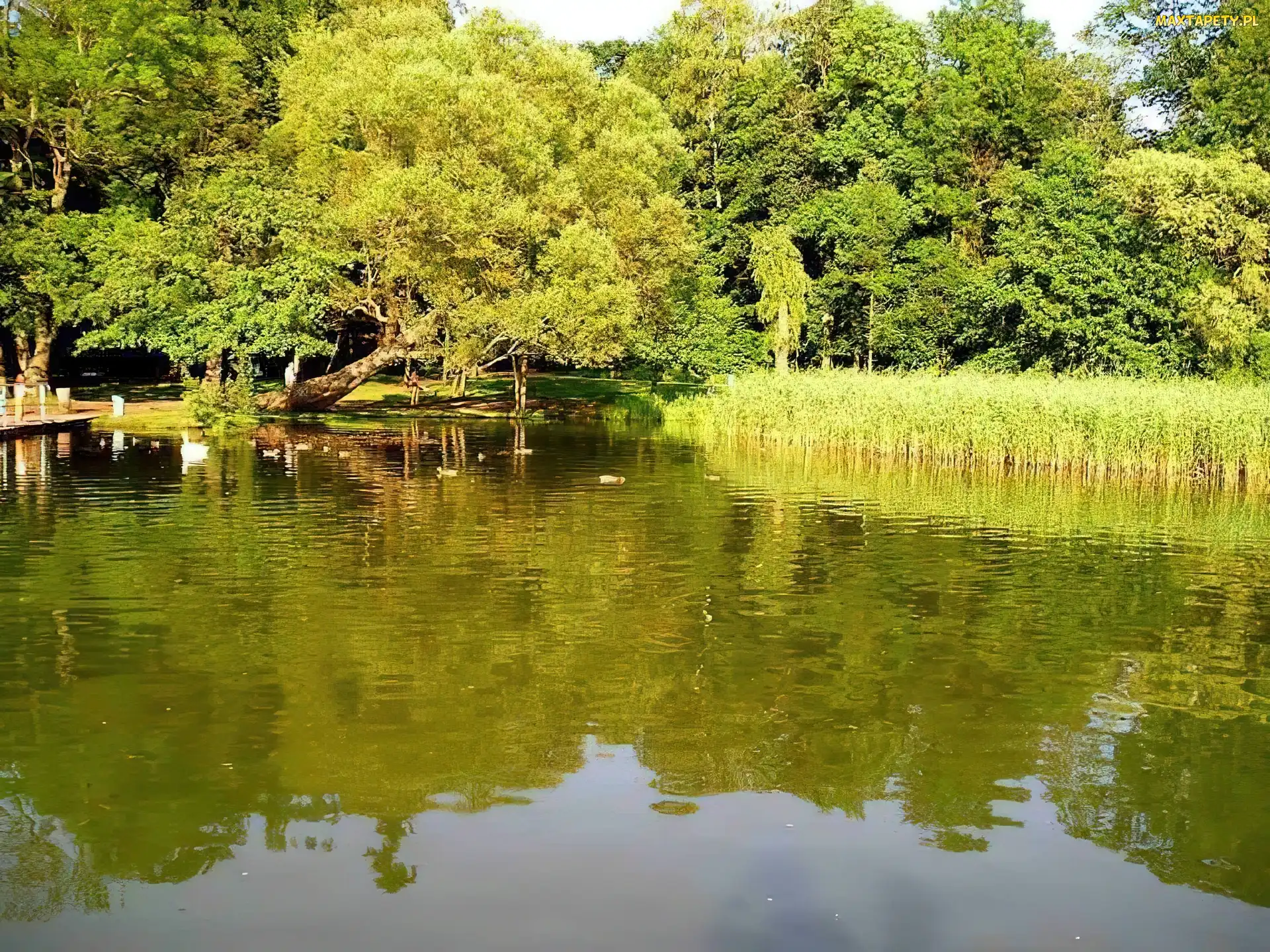 Las, Drzewa, Jezioro, Trzciny