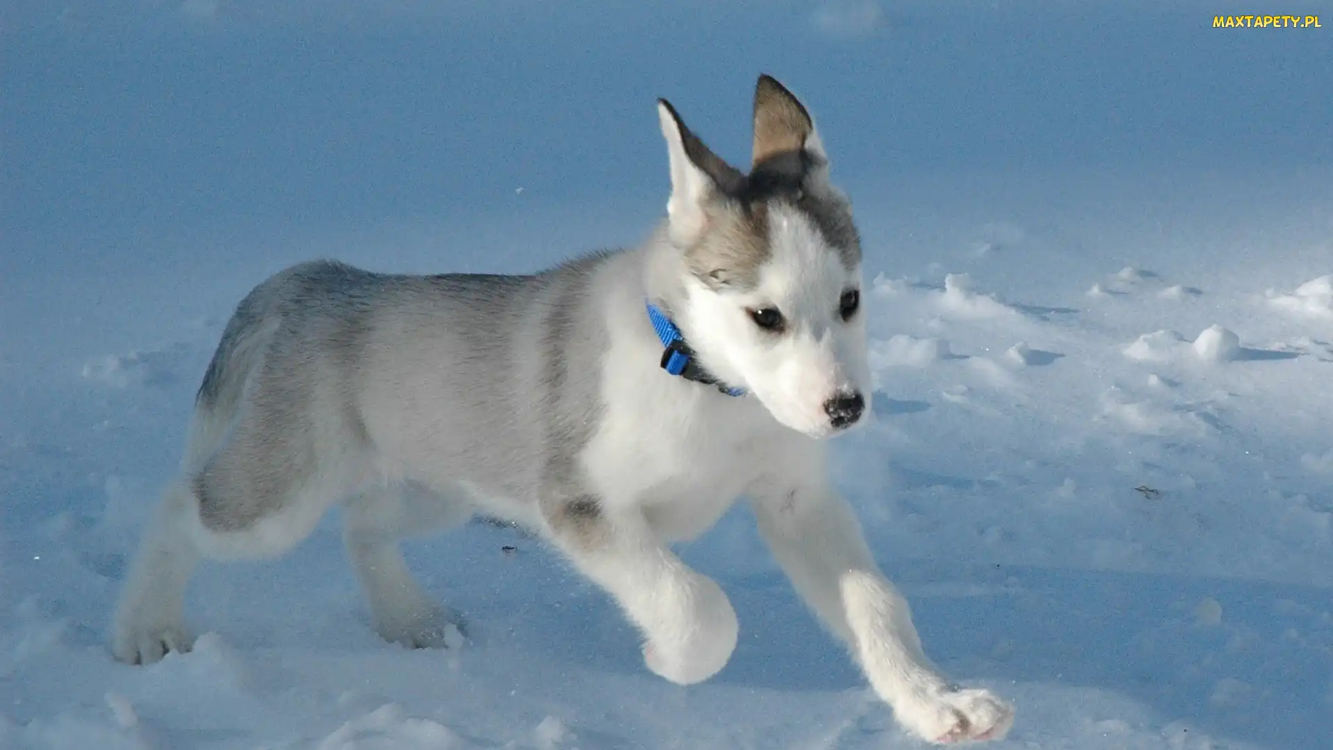Piesek, Siberian Husky, Śnieg, Szczeniak