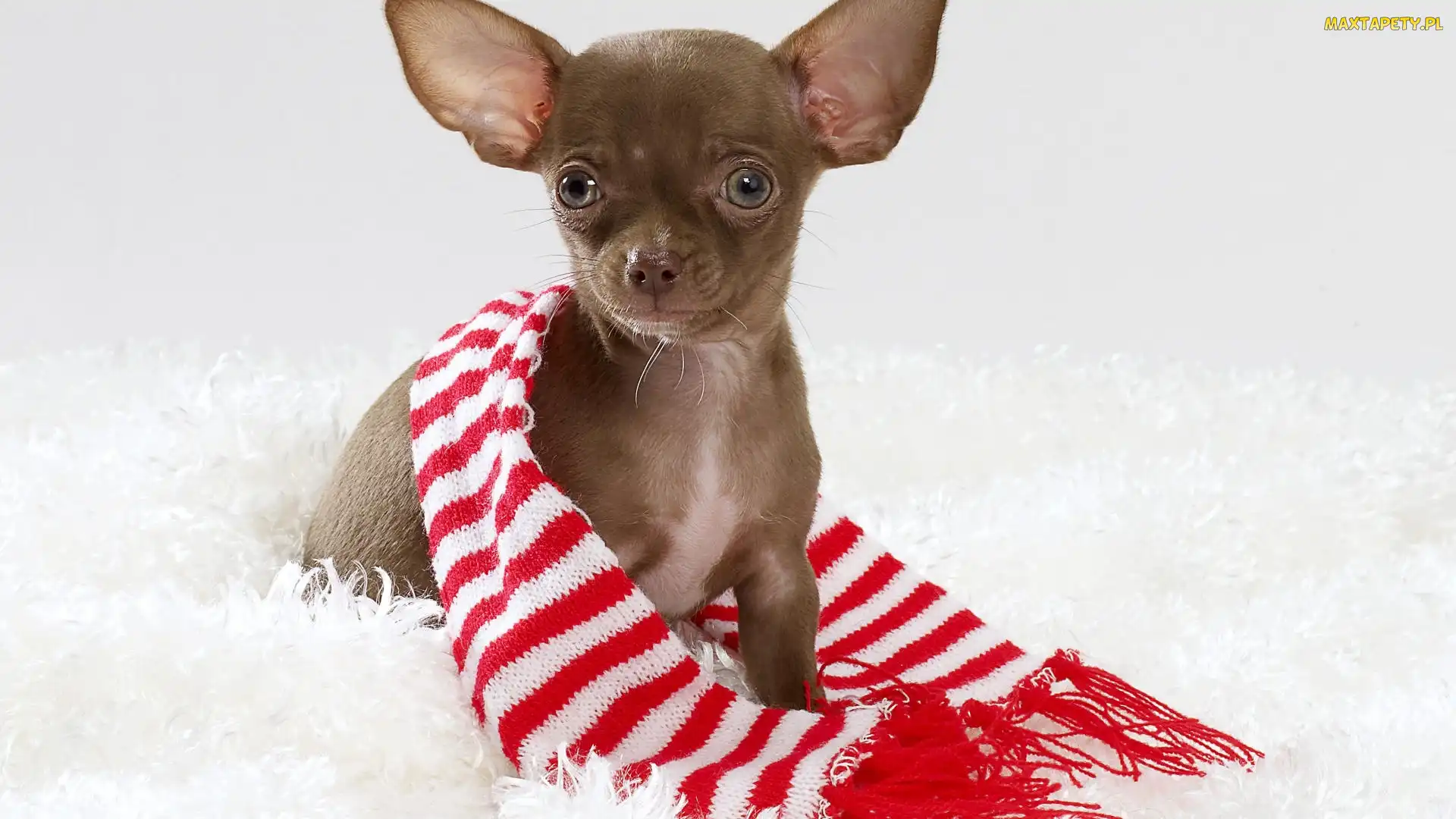 Szalik, Paski, Chihuahua