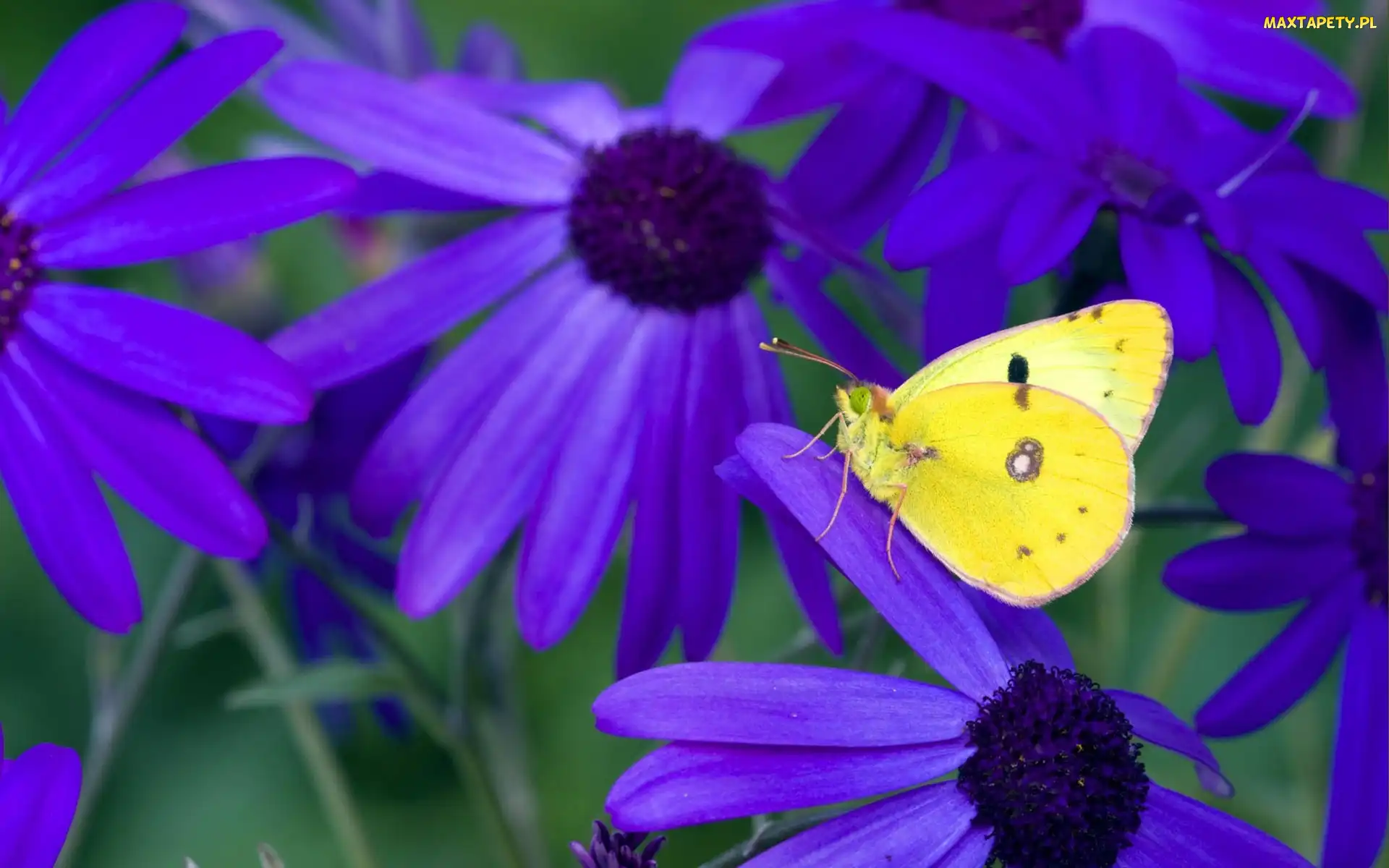 Motyl, Żółty, Fioletowe, Kwiaty