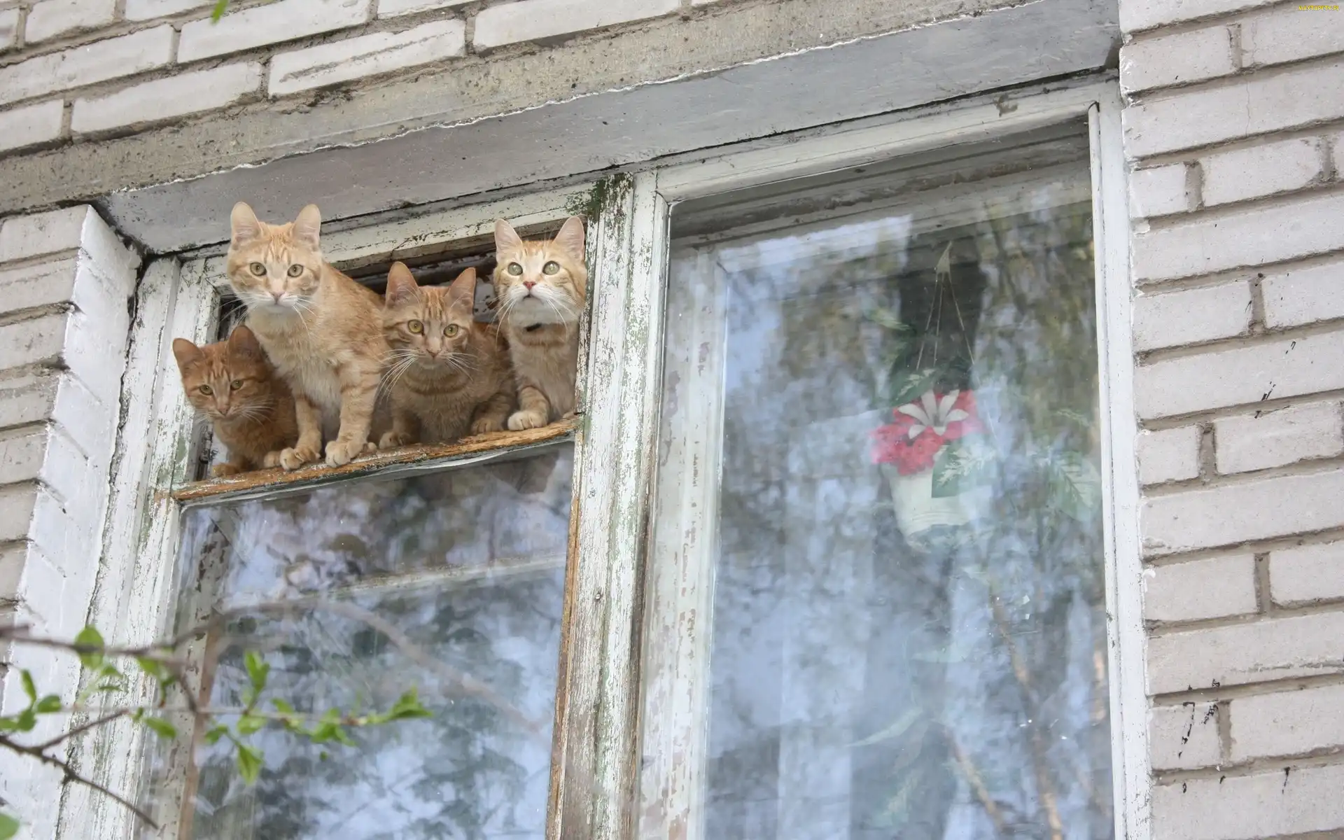 Okno, Stare, Cztery, Koty