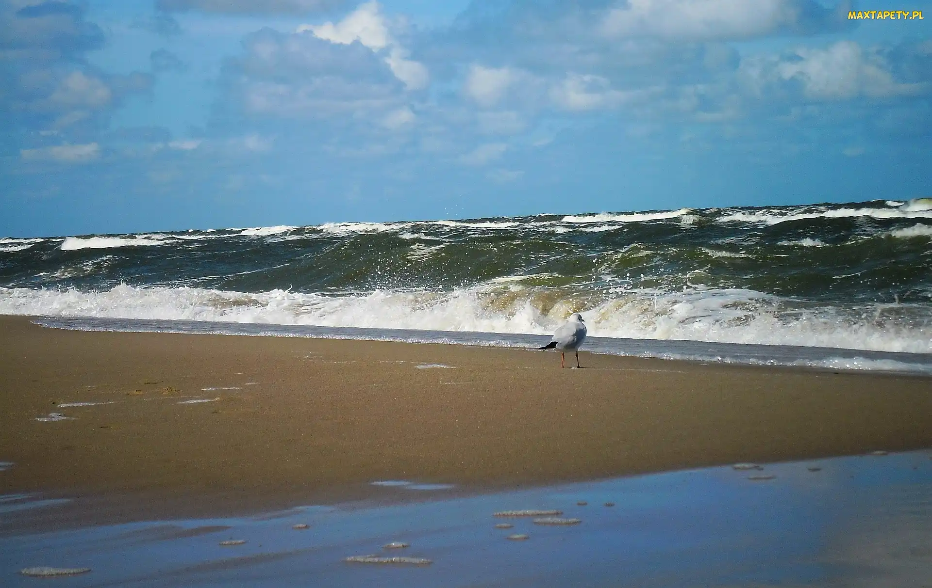 Morze, Fale, Mewa, Plaża, Lato