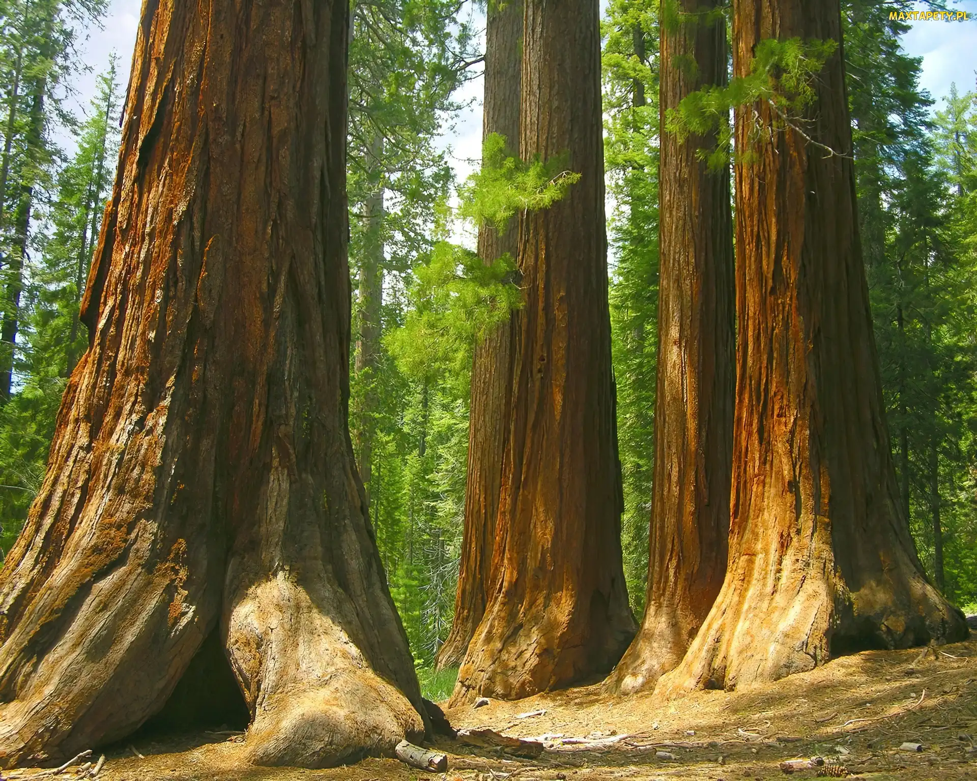 Stany Zjednoczone, Stan Kalifornia, Las Mariposa Grove, Drzewa, Sekwoje, Park Narodowy Yosemite