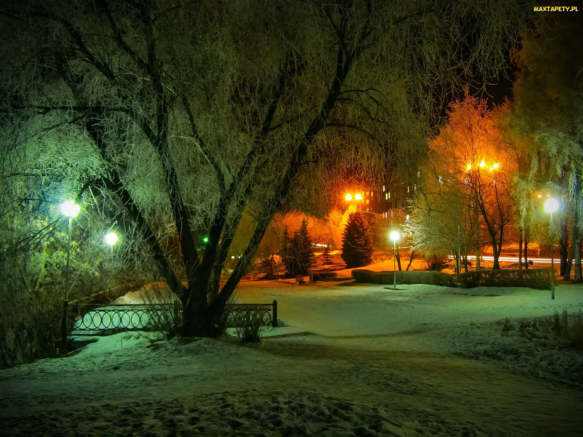 Drzewa, Zima, Noc, Lampy, Park