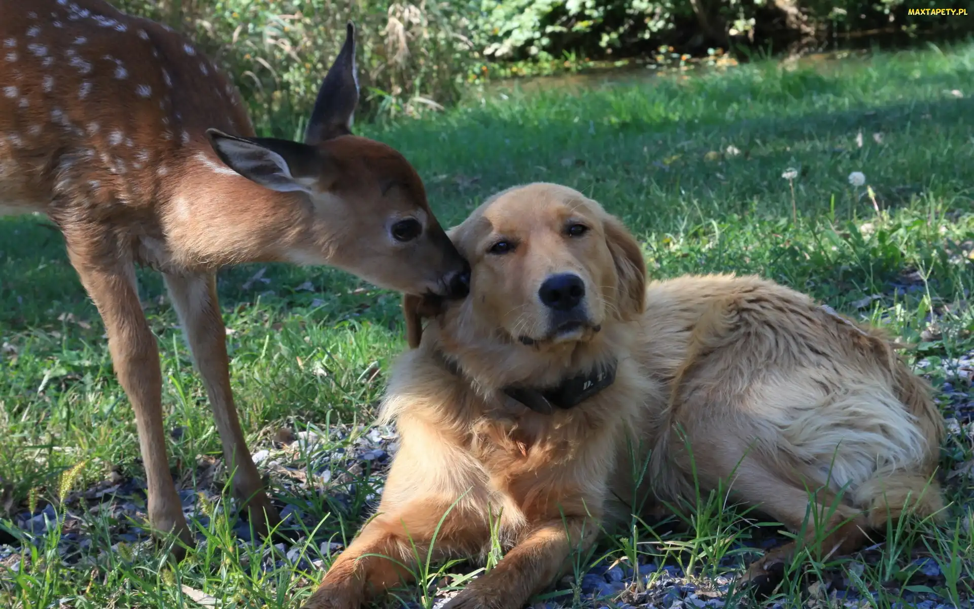 Pies, Golden retriever, Trawa, Sarna