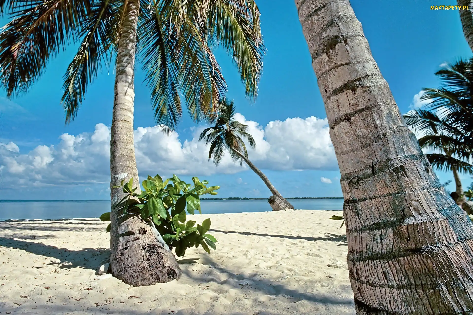 Tropik, Palmy, Ocean, Plaża