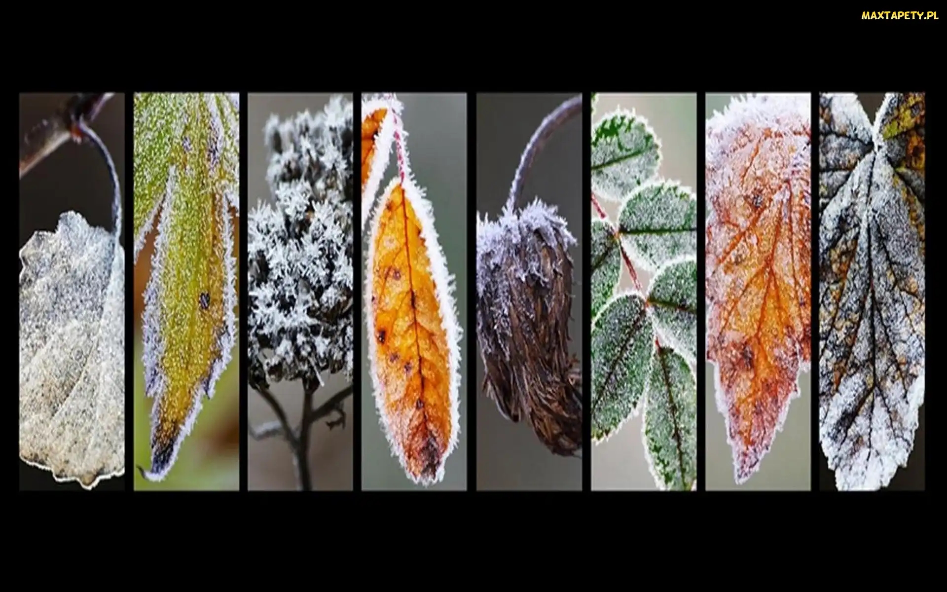 Grafika, Liście, Różne, Zmrożone