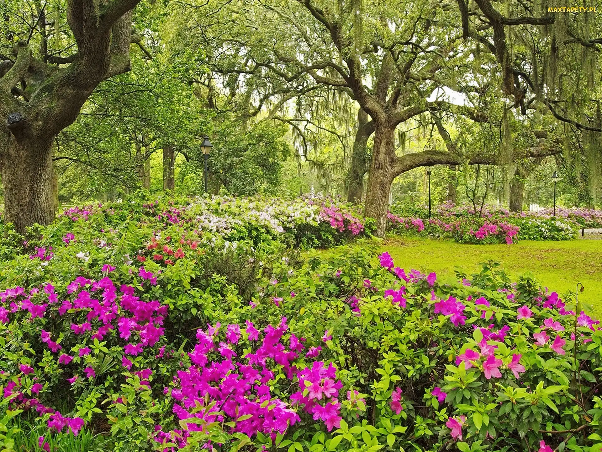 Wiosna, Rododendron, Drzewa, Ogród
