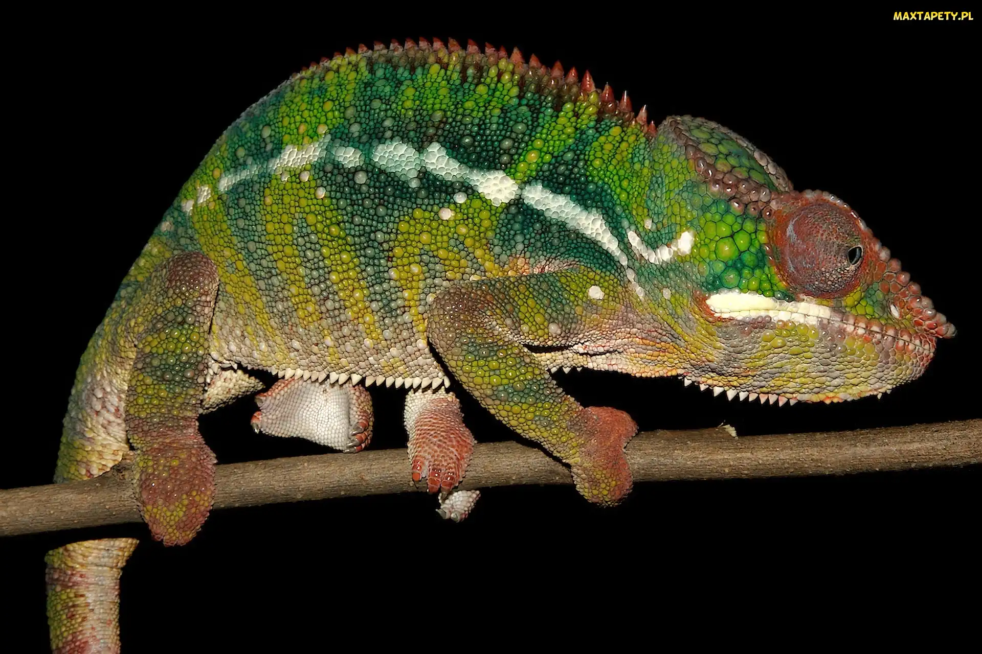 Kameleon