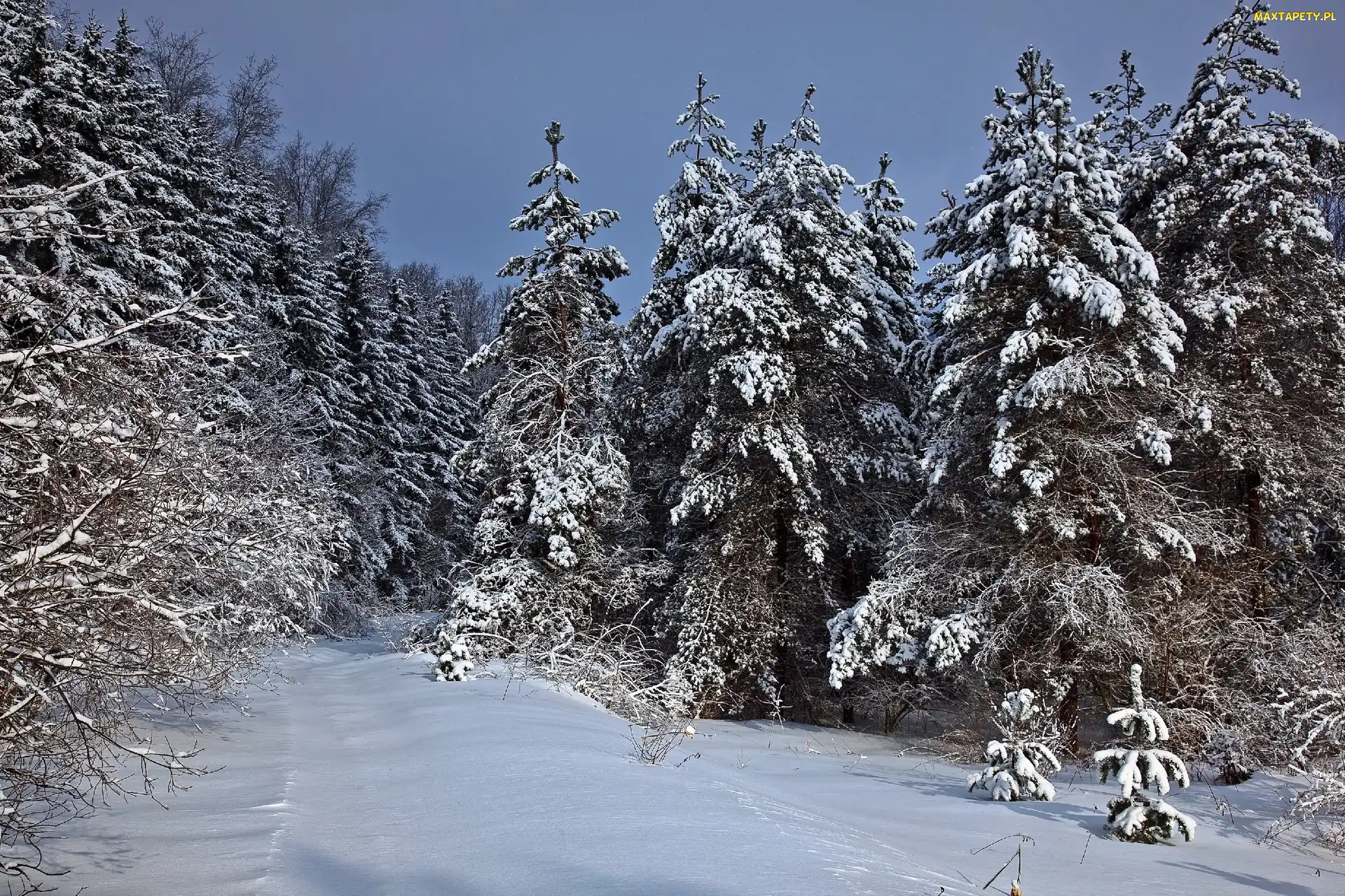Zima, Śnieg, Drzewa, Świerki