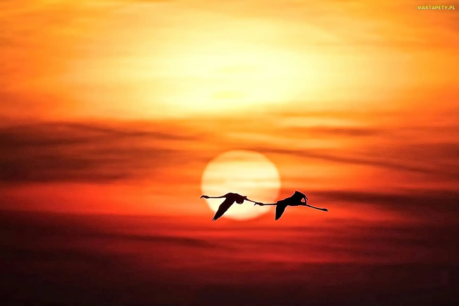 Flamingi, Słońca, Zachód, Lot