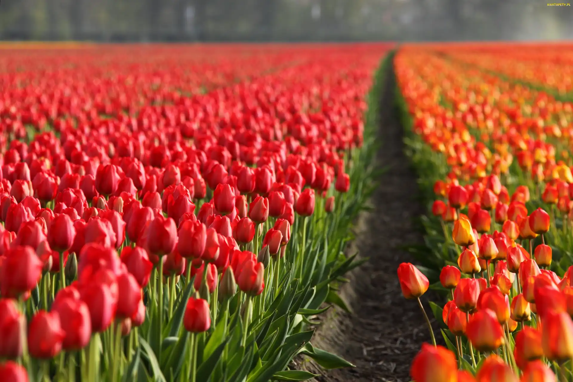 Uprawa, Tulipany