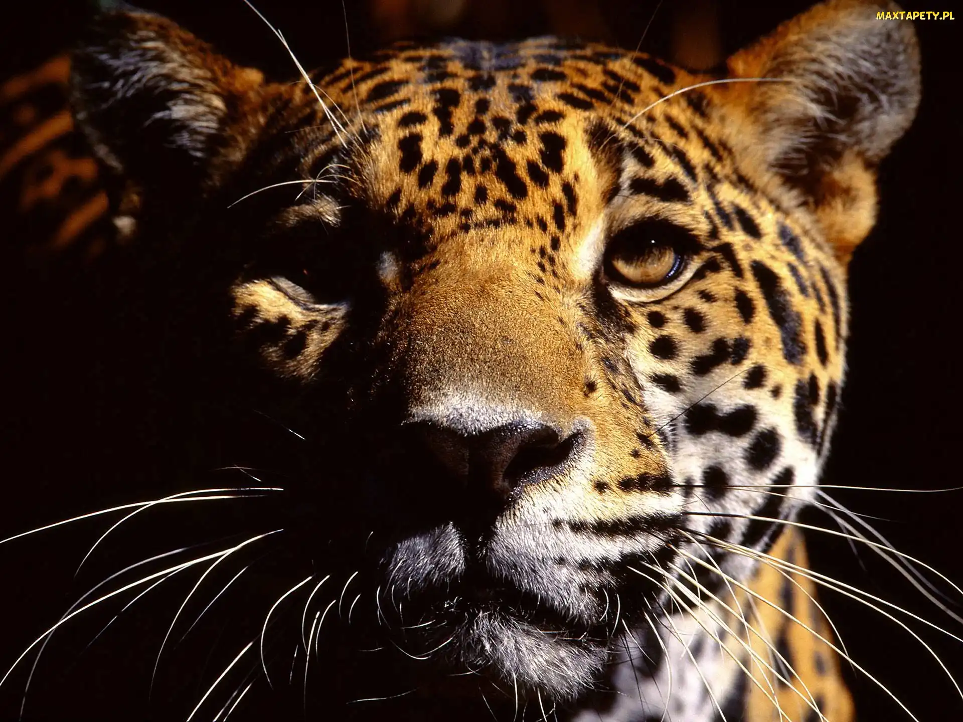 Pysk, Wąsy, Leopard